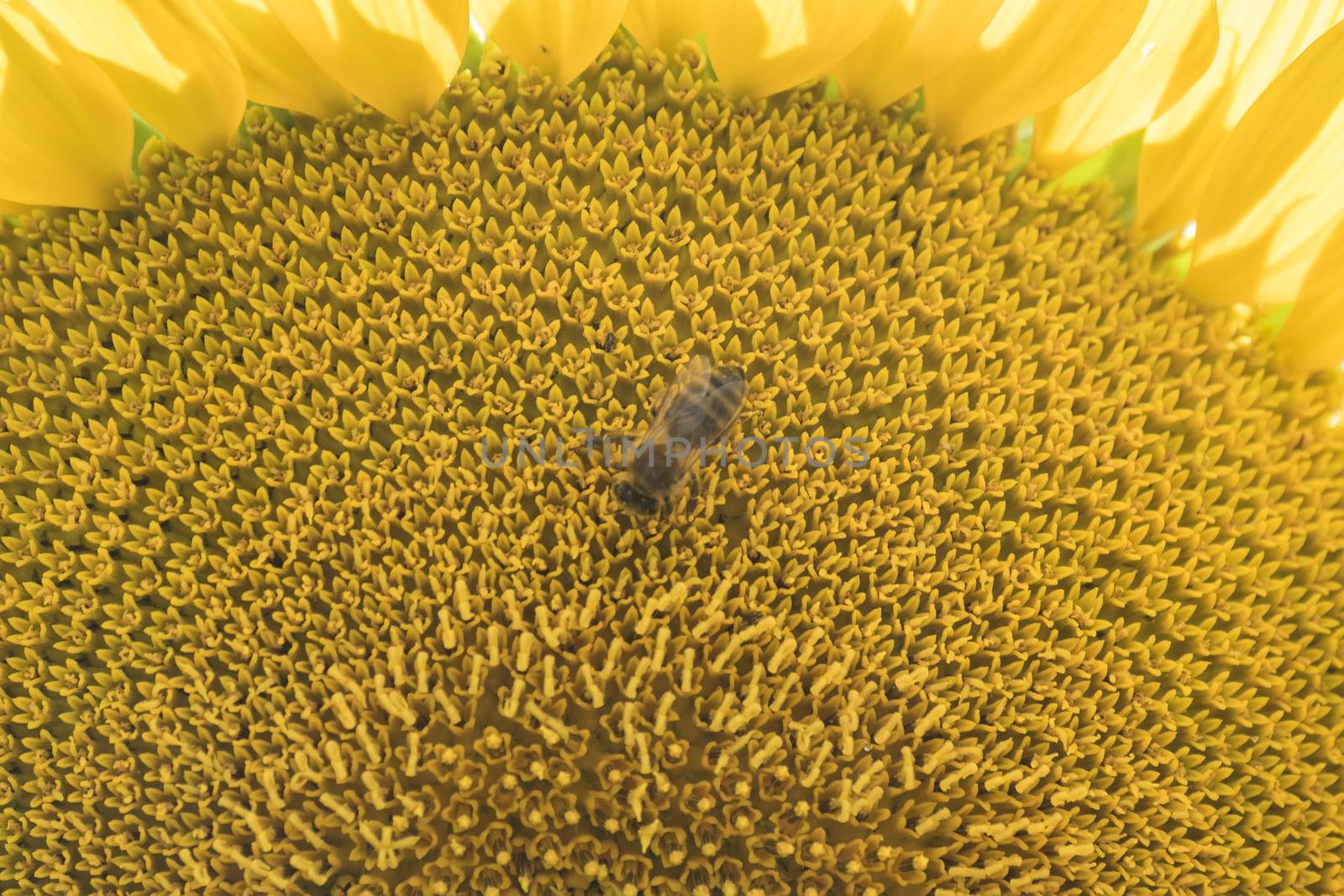 Sunflower in the sun