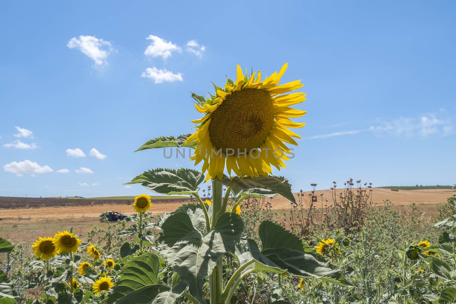 Sunflower in the sun