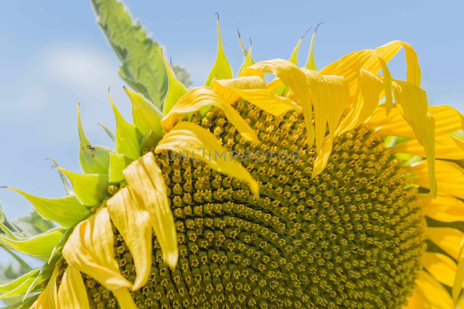 Sunflower in the sun