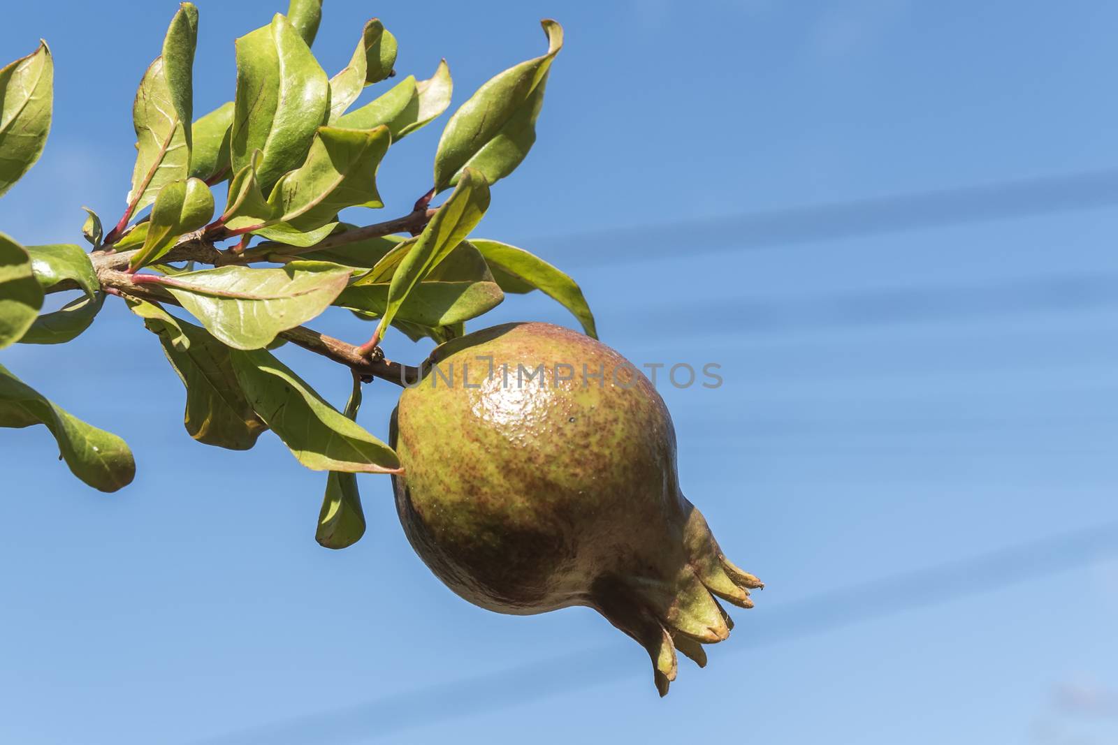 Pomegranate tree