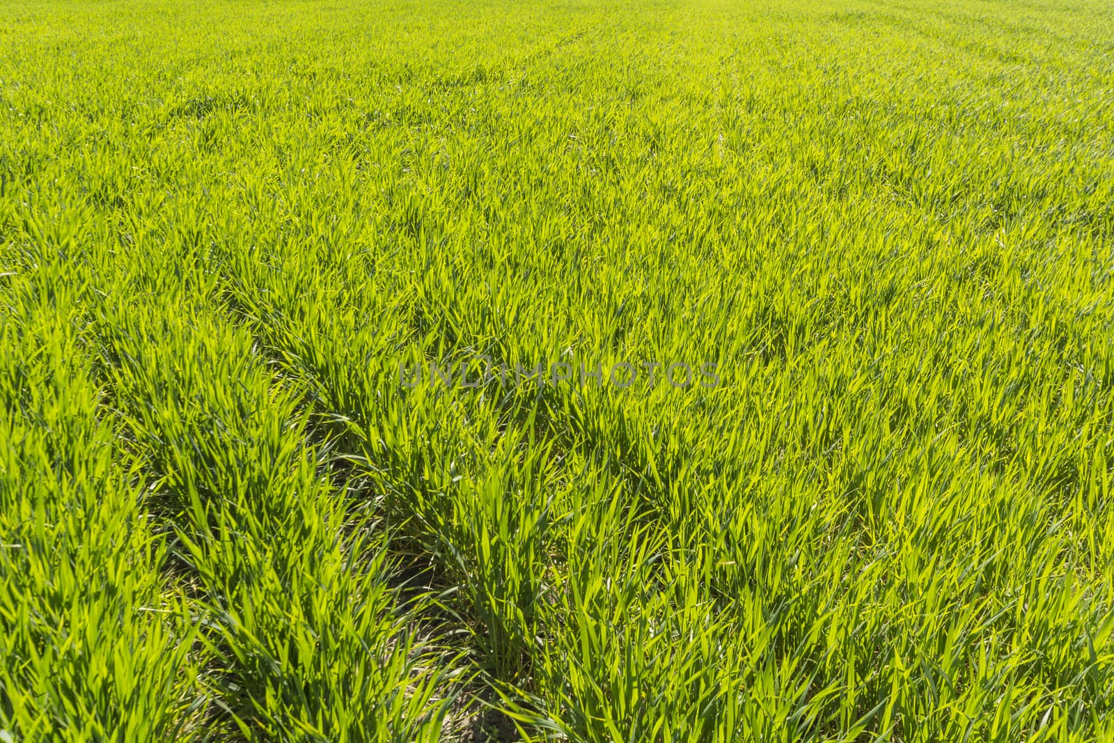 Green wheat field growing under the sun