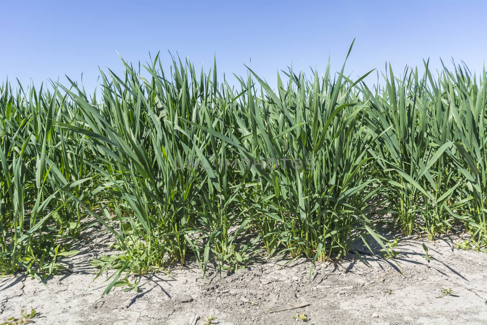 Green wheat field growing under the sun