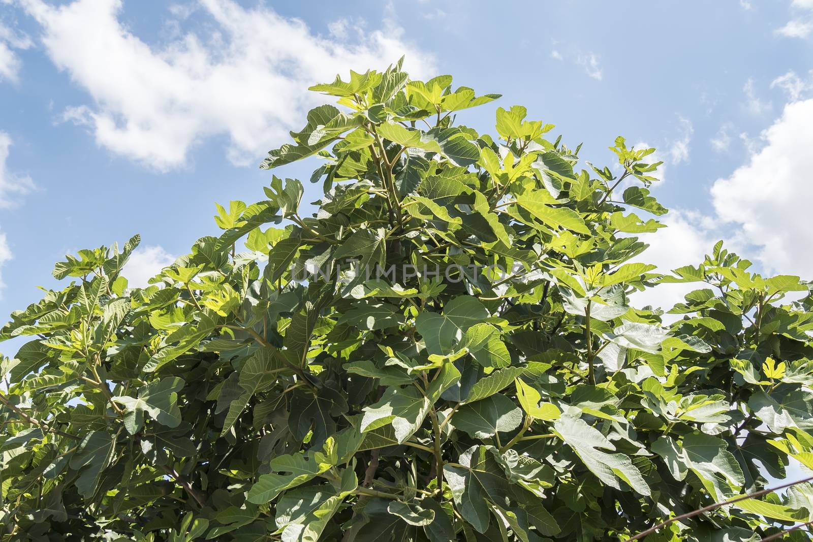 Fig tree with blue sky and white clouds background by max8xam