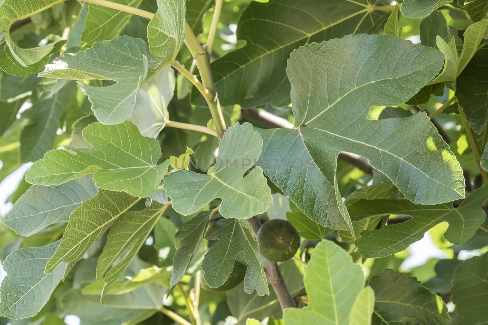 Fig tree, leafs, unripe figs by max8xam