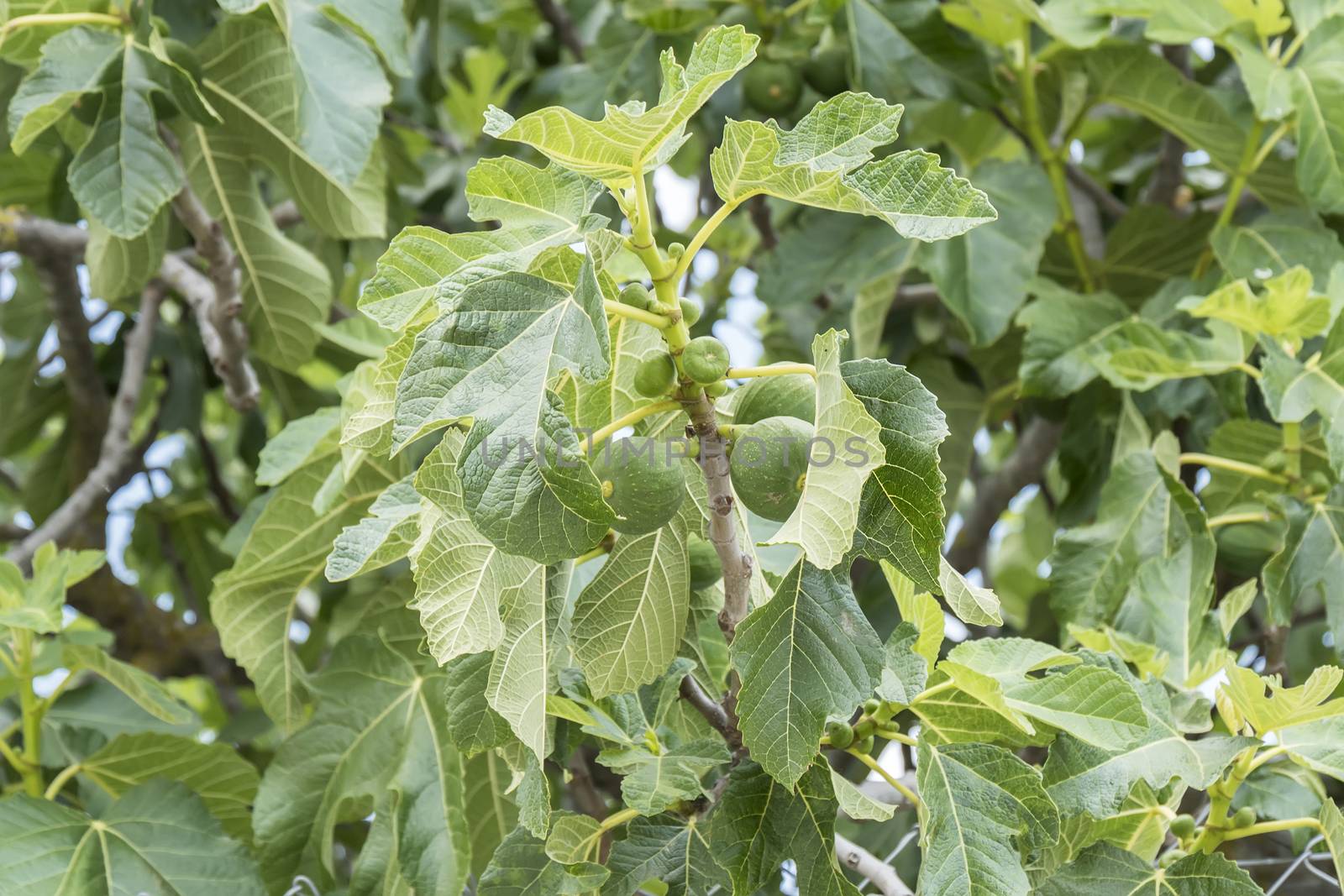 Fig tree, leafs, unripe figs by max8xam
