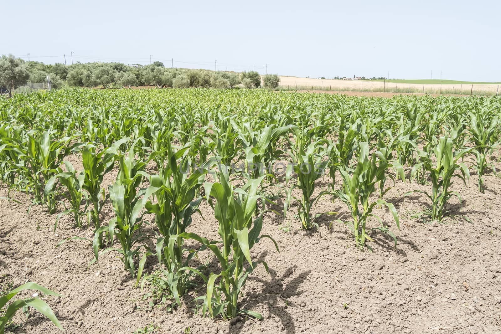 Corn crop growing