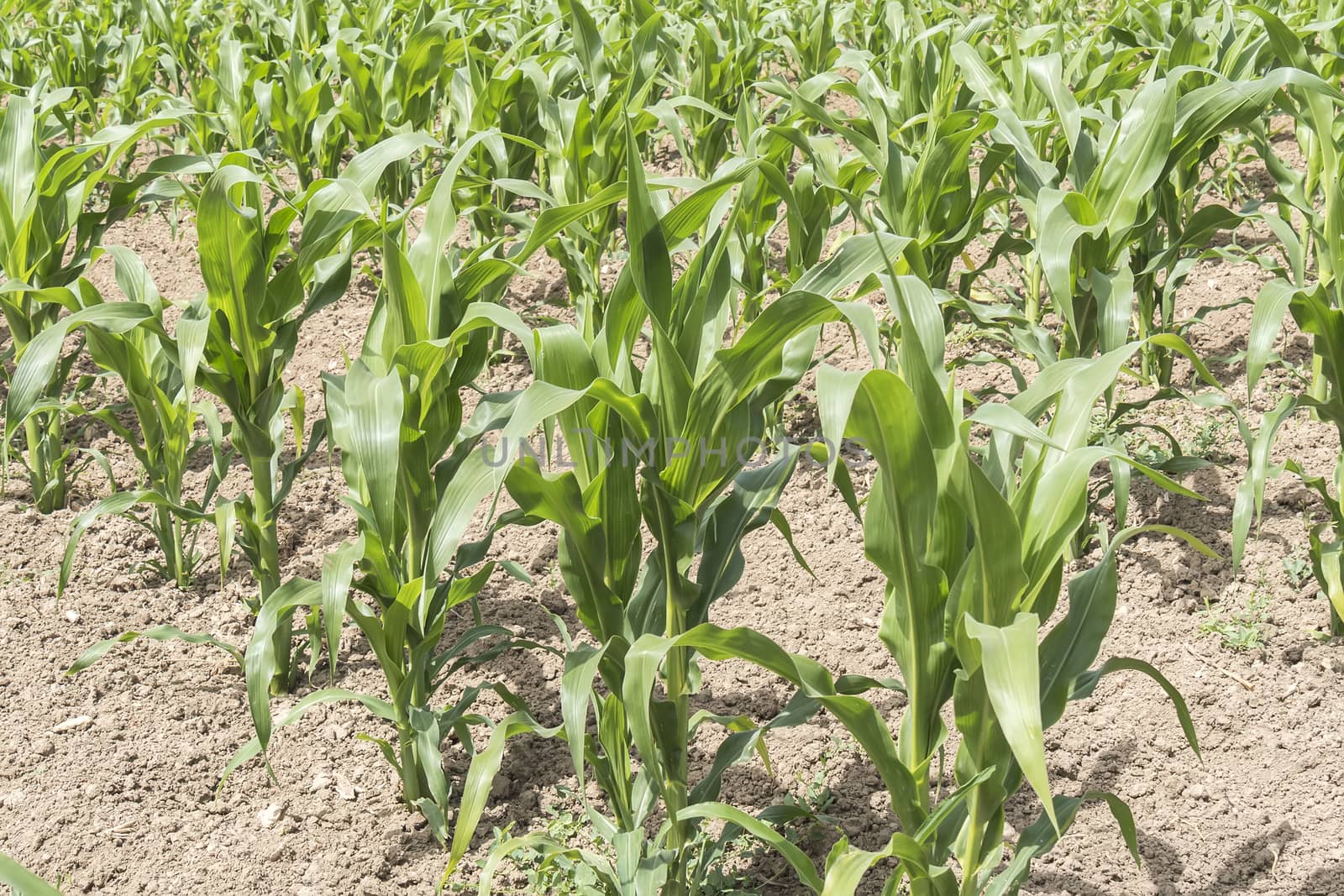 Corn crop growing