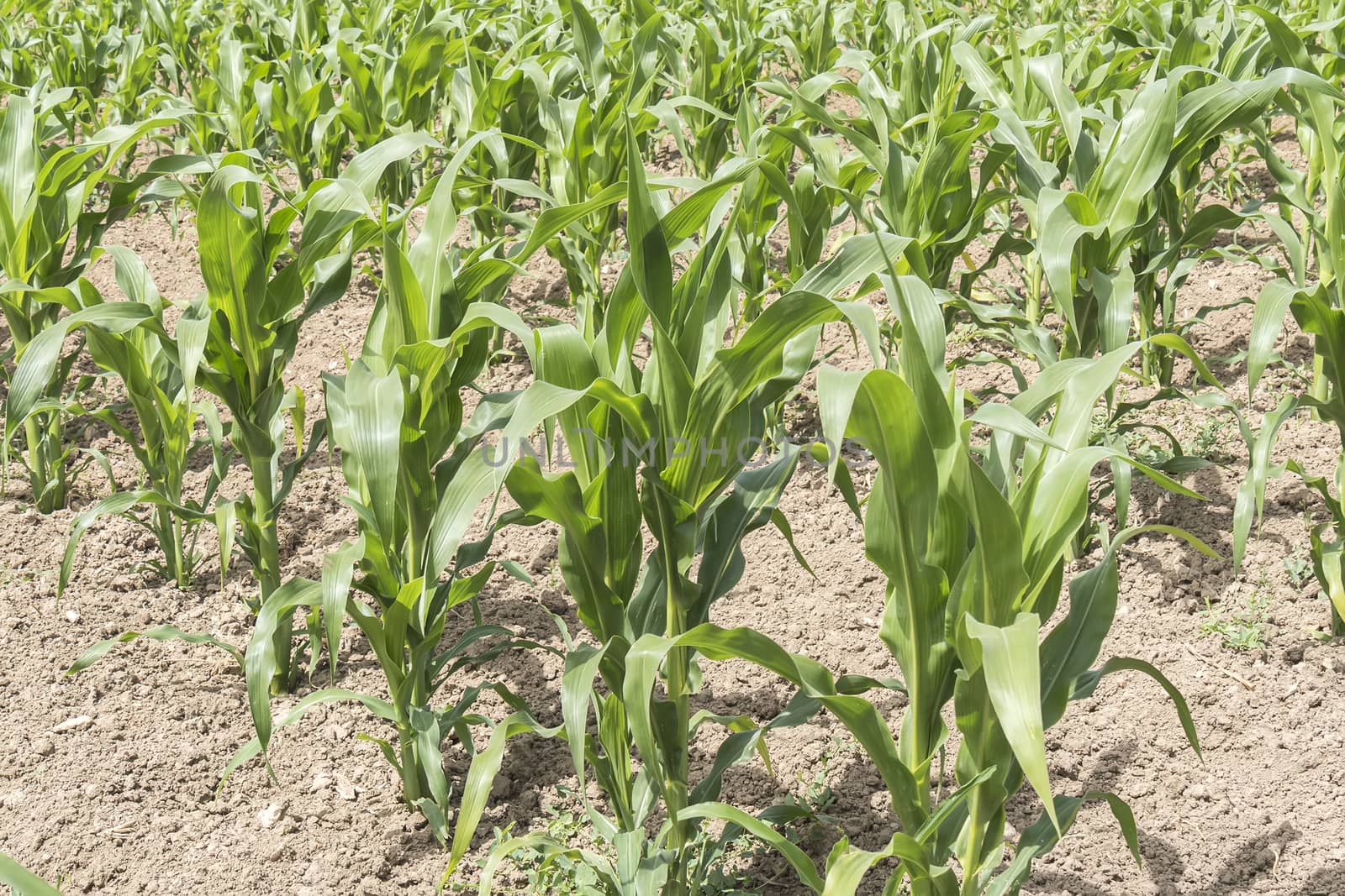 Corn crop growing by max8xam