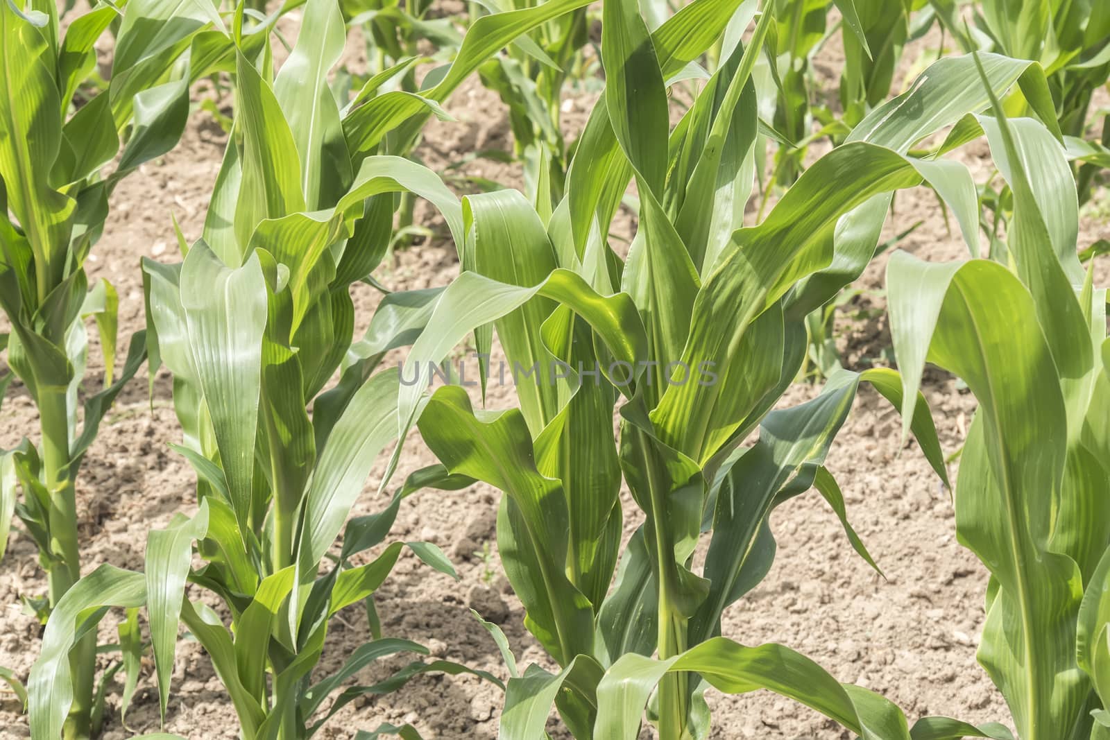 Corn crop growing