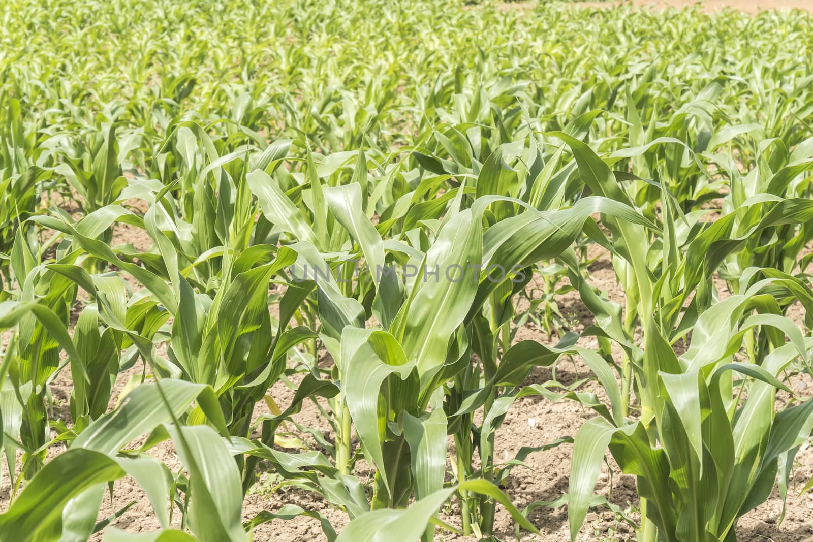 Corn crop growing