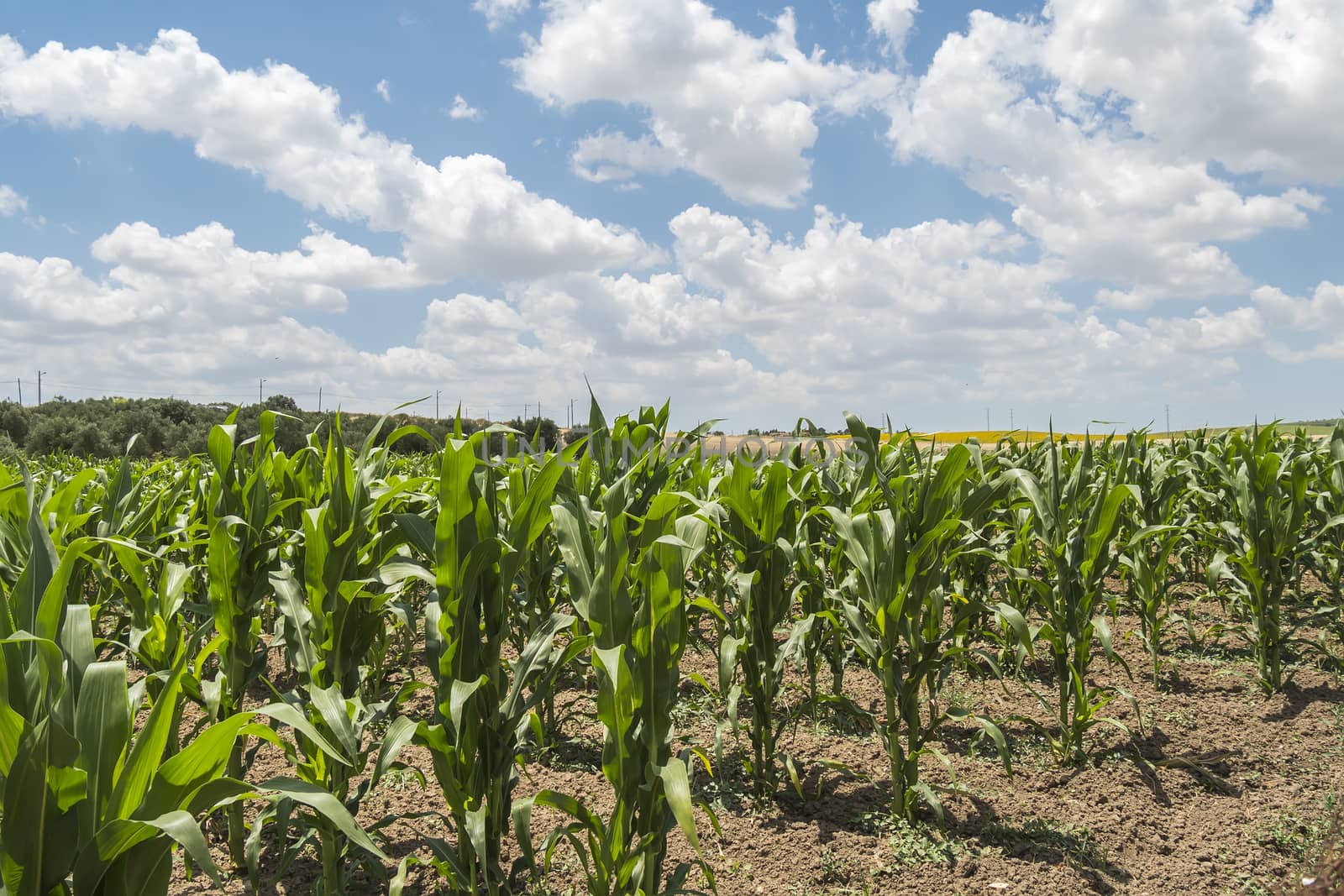 Corn crop growing