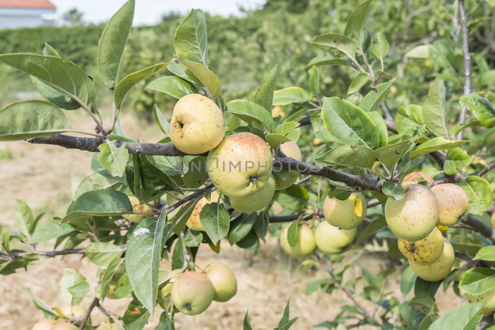 Small apples on the tree