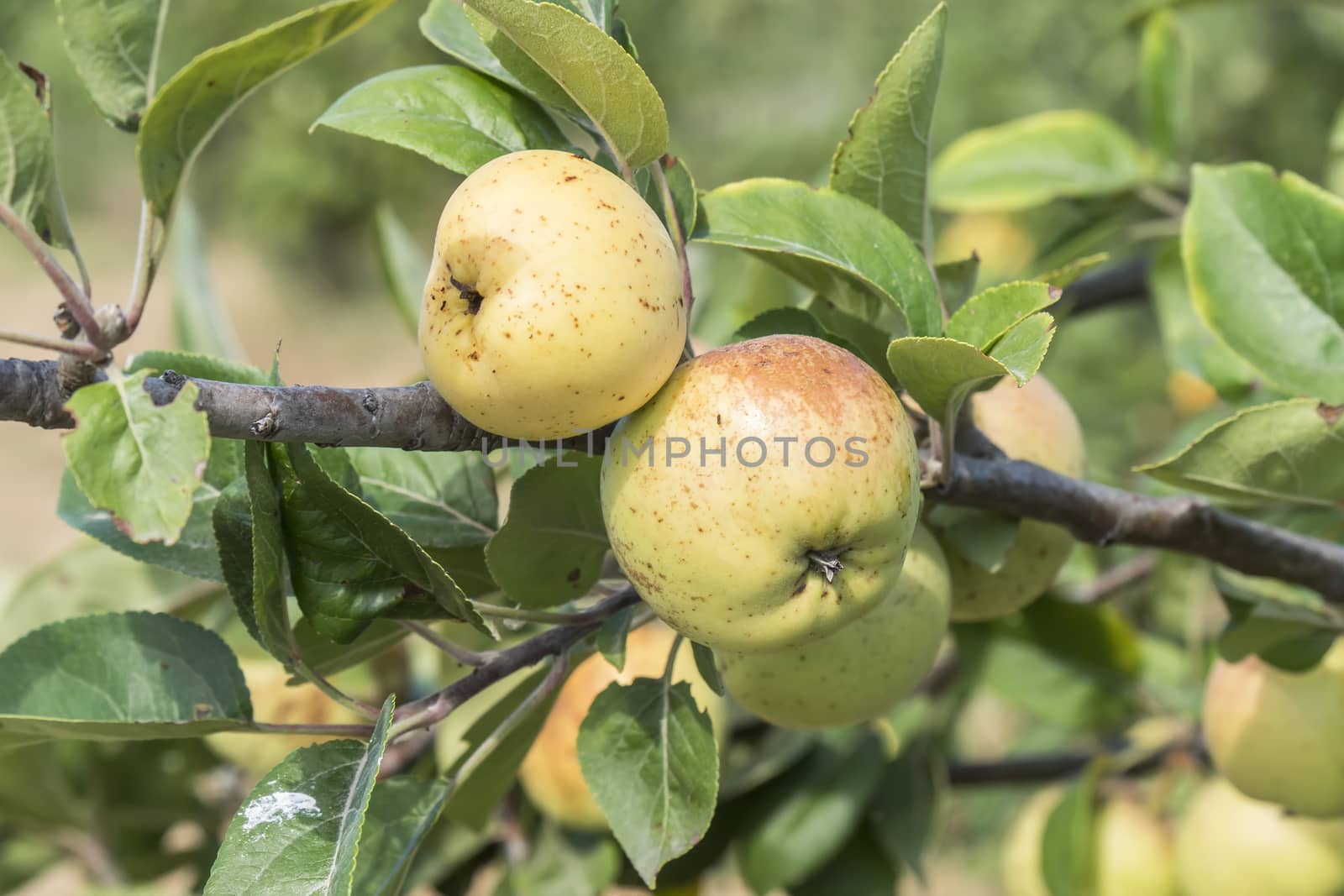 Apples on the tree, apple tree