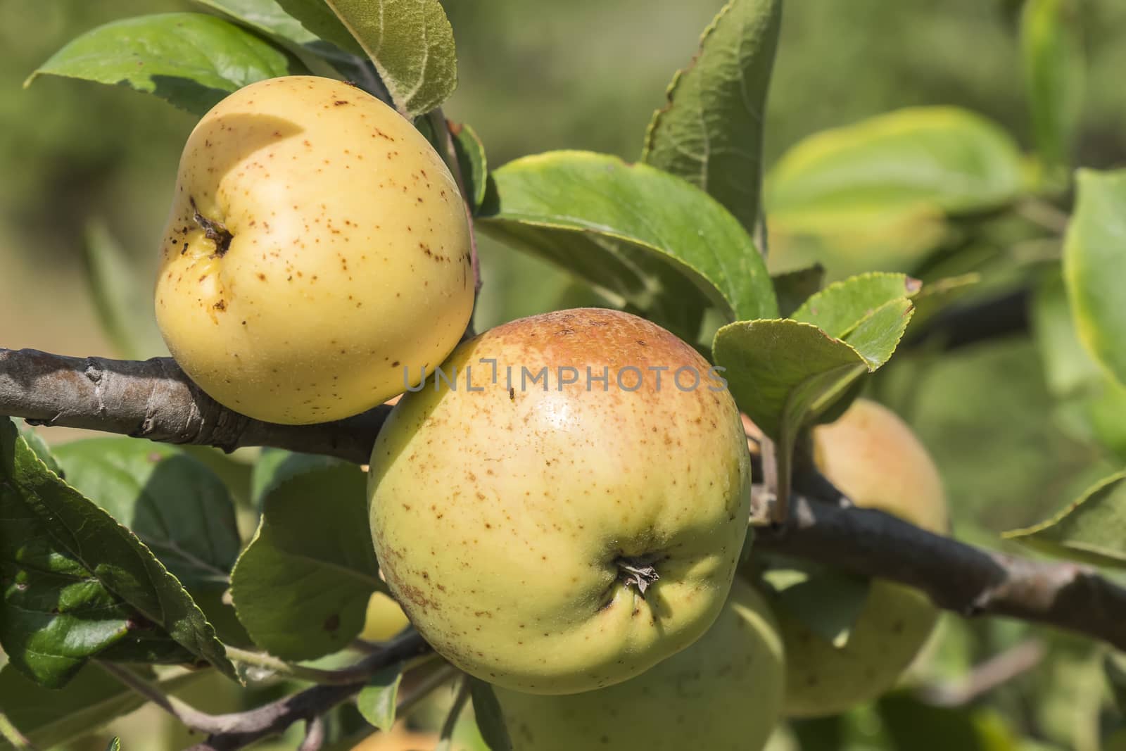 Apples on the tree, apple tree