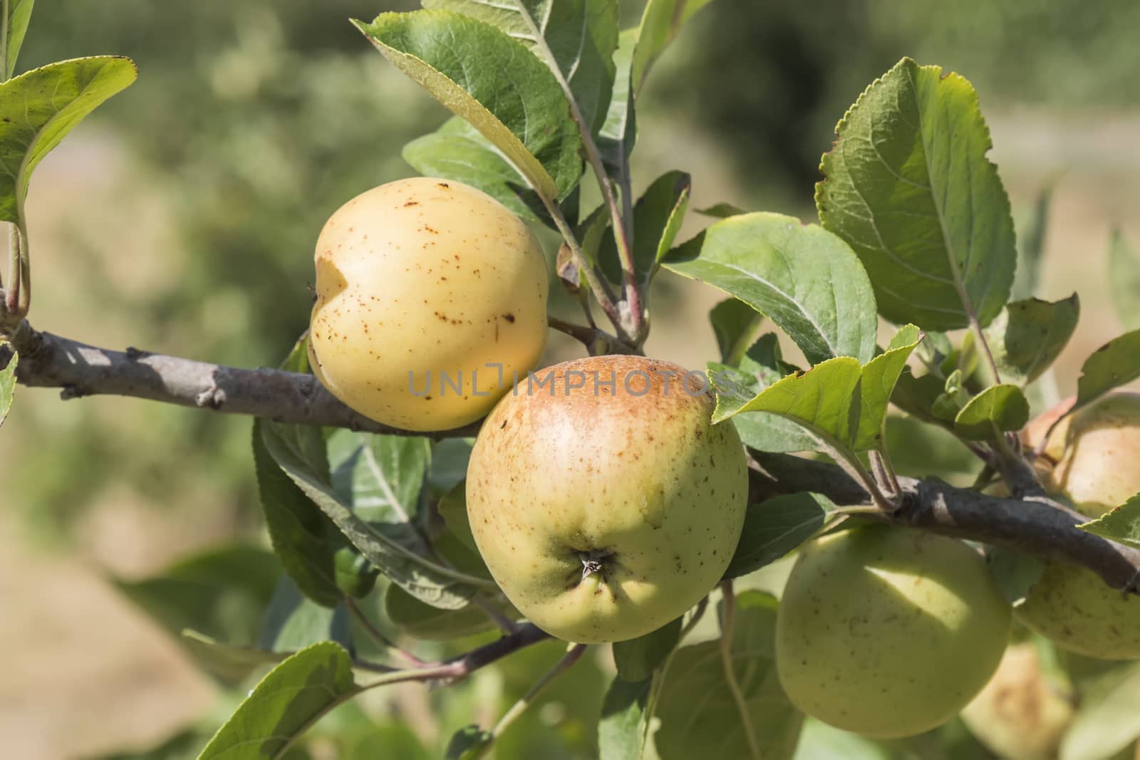 Apples on the tree, apple tree by max8xam