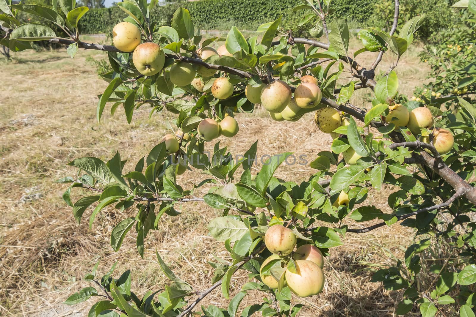 Apples on the tree, apple tree by max8xam