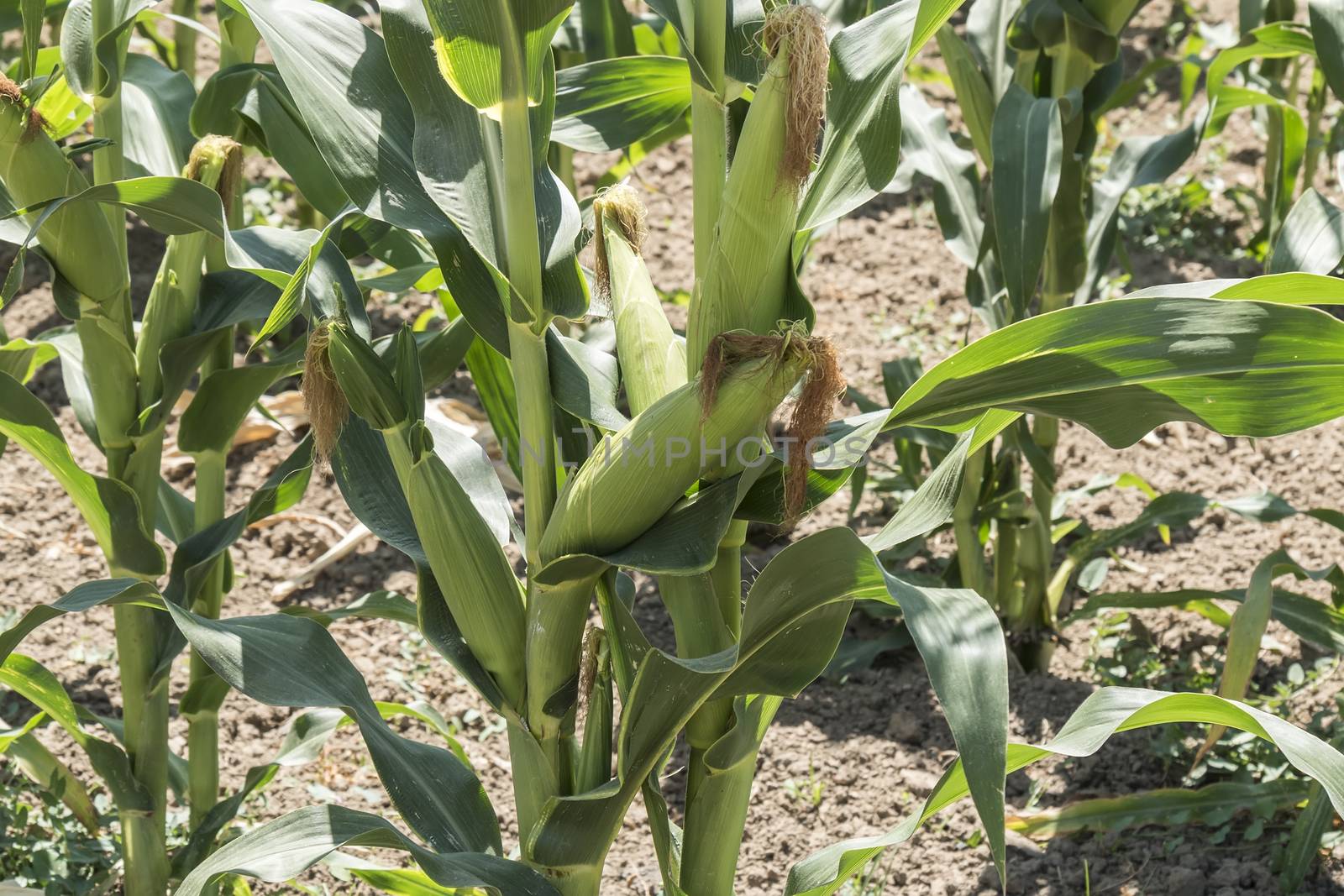 Corn field with unripe cobs in the stalk by max8xam