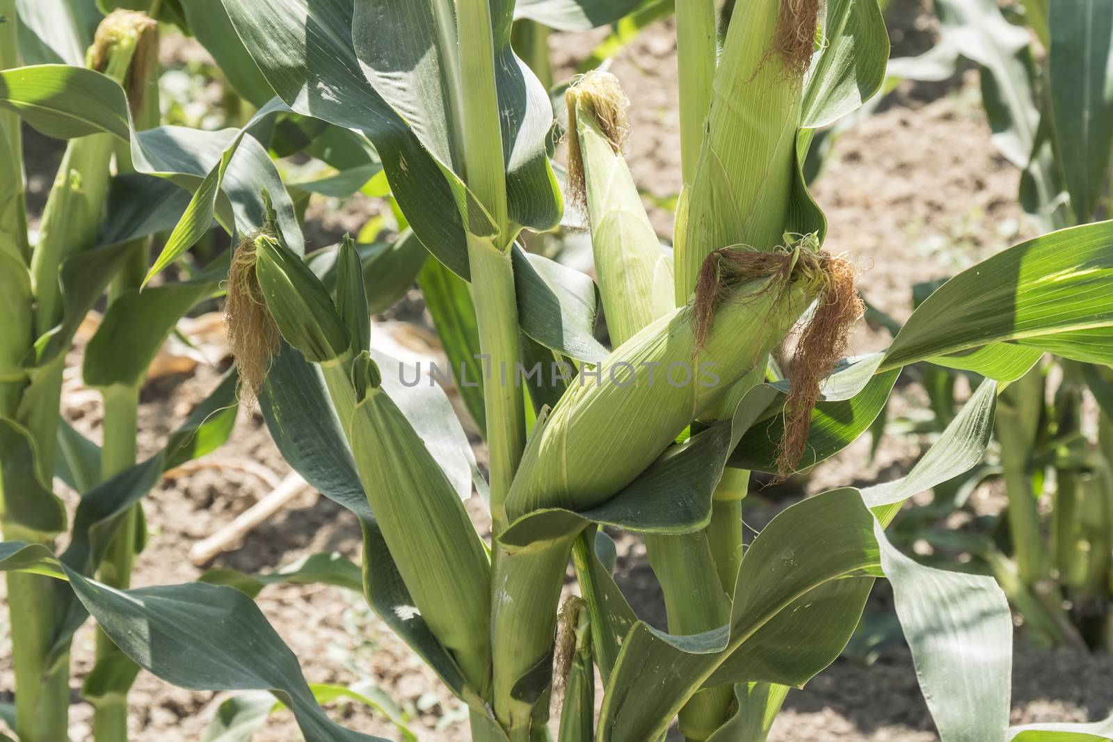 Corn field with unripe cobs in the stalk by max8xam