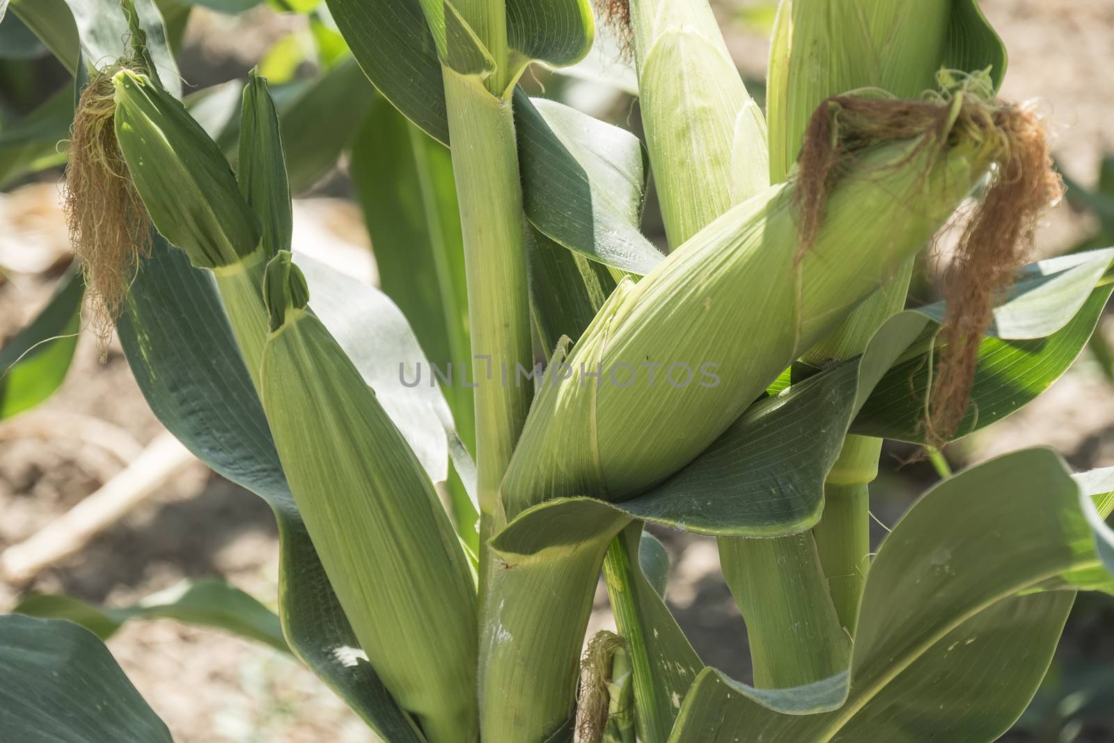 Corn field with unripe cobs in the stalk by max8xam