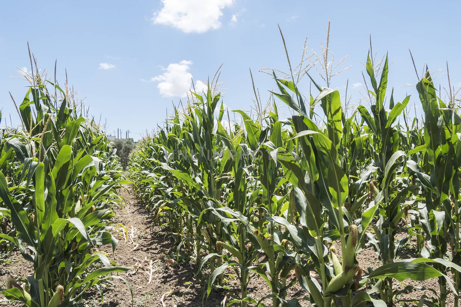 Corn field with unripe cobs in the stalk