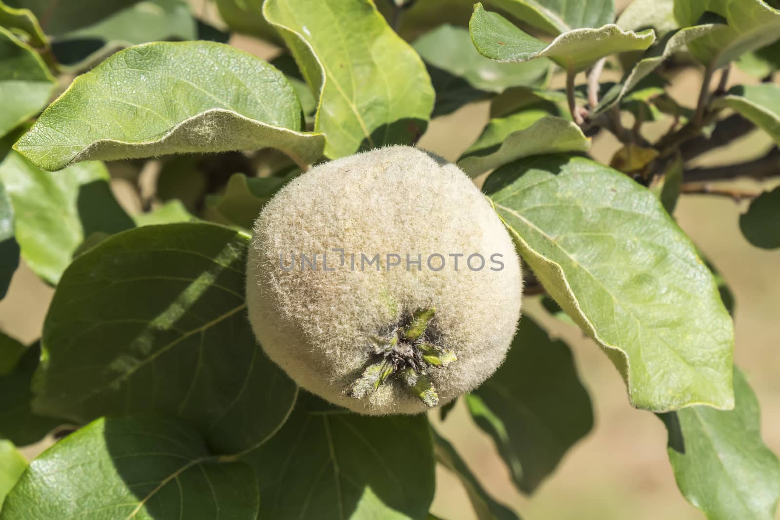 Unripe quince on the tree
