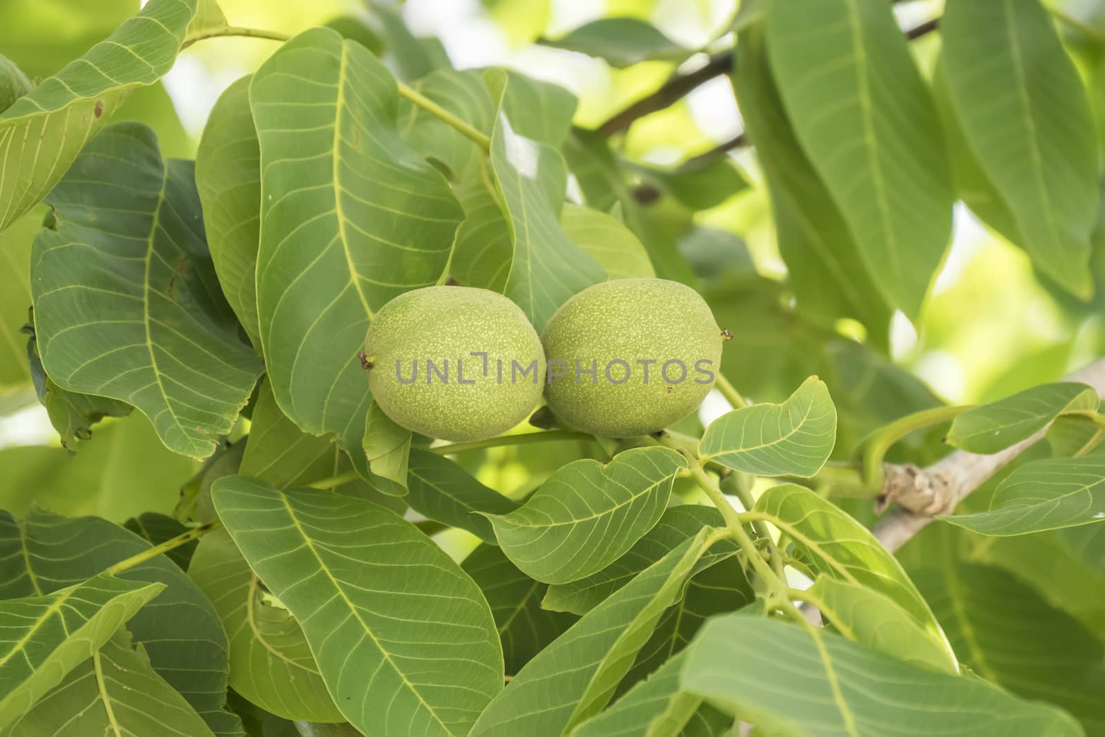 Unripe nuts on the tree