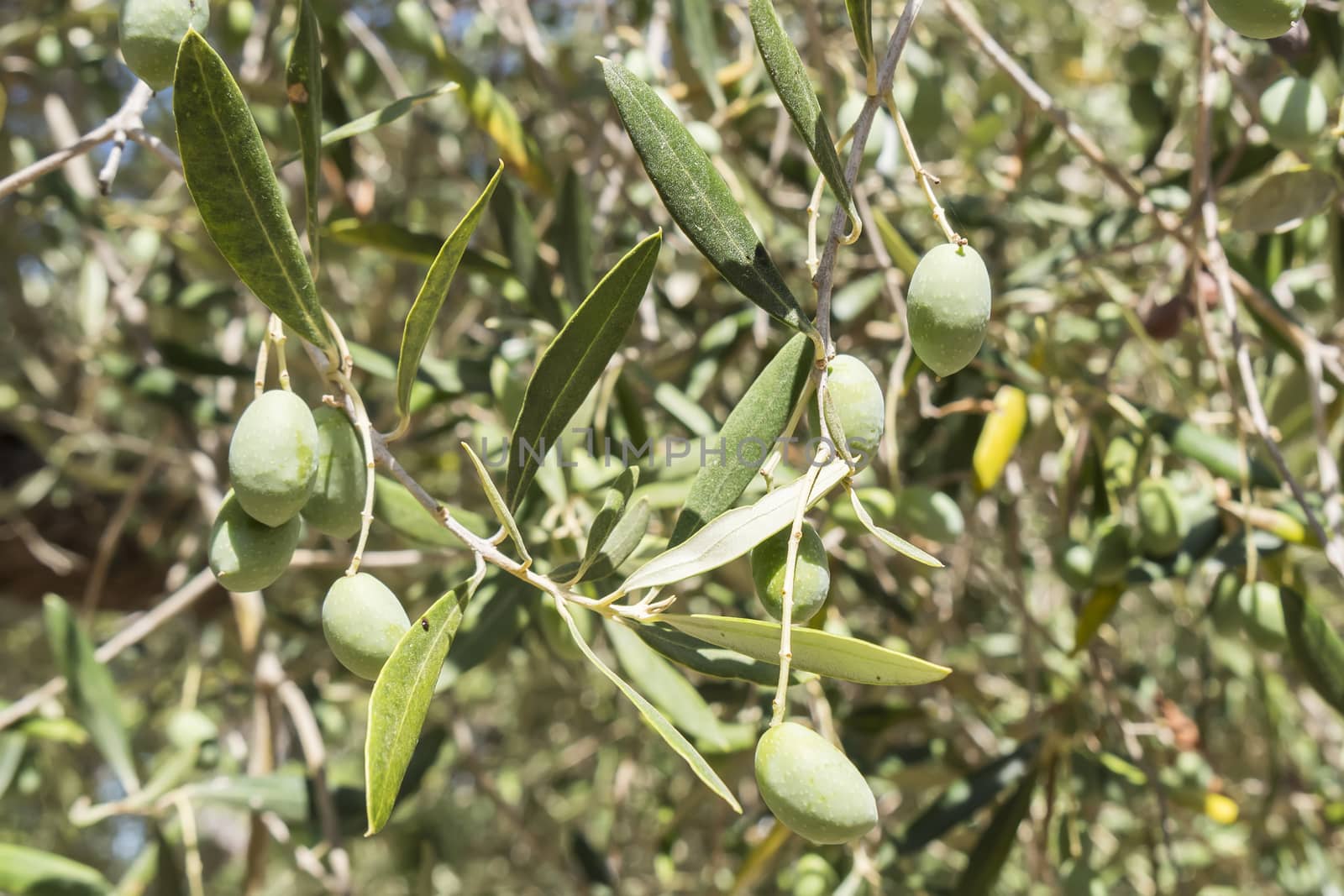 Olives in the tree