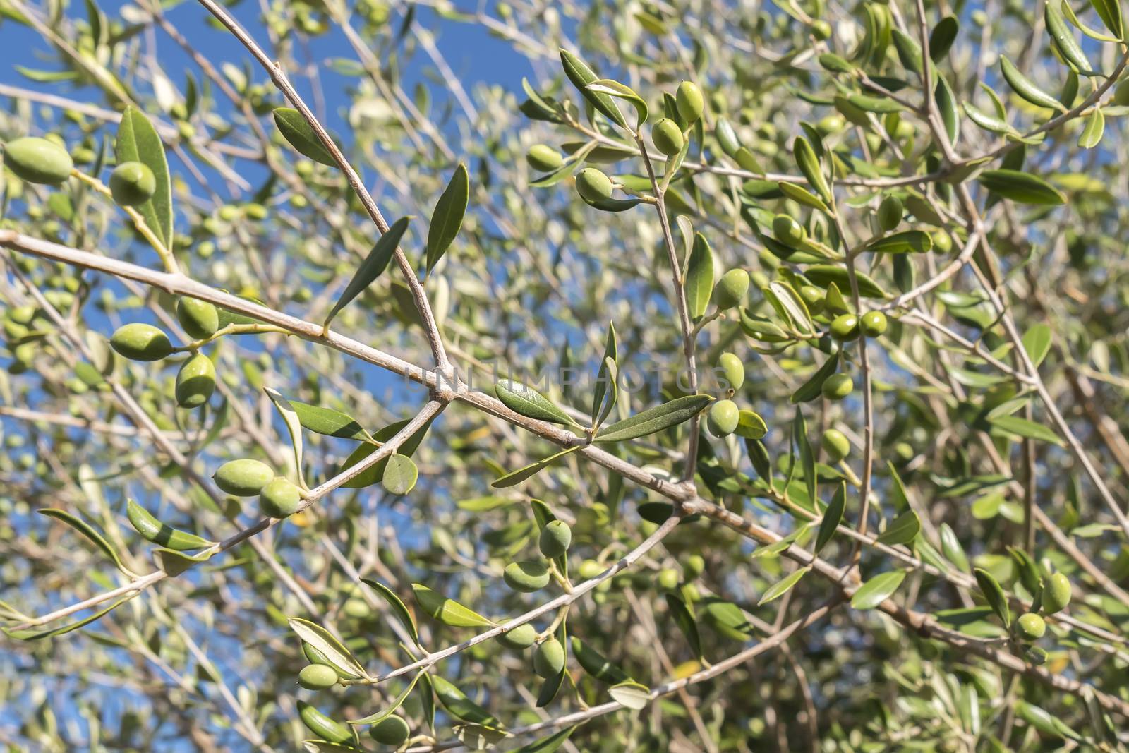 Olives in the olive tree
