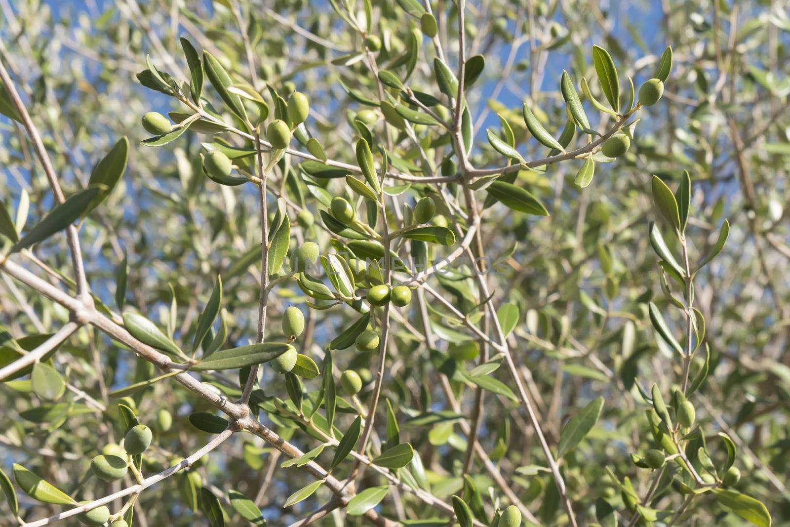 Olives in the olive tree