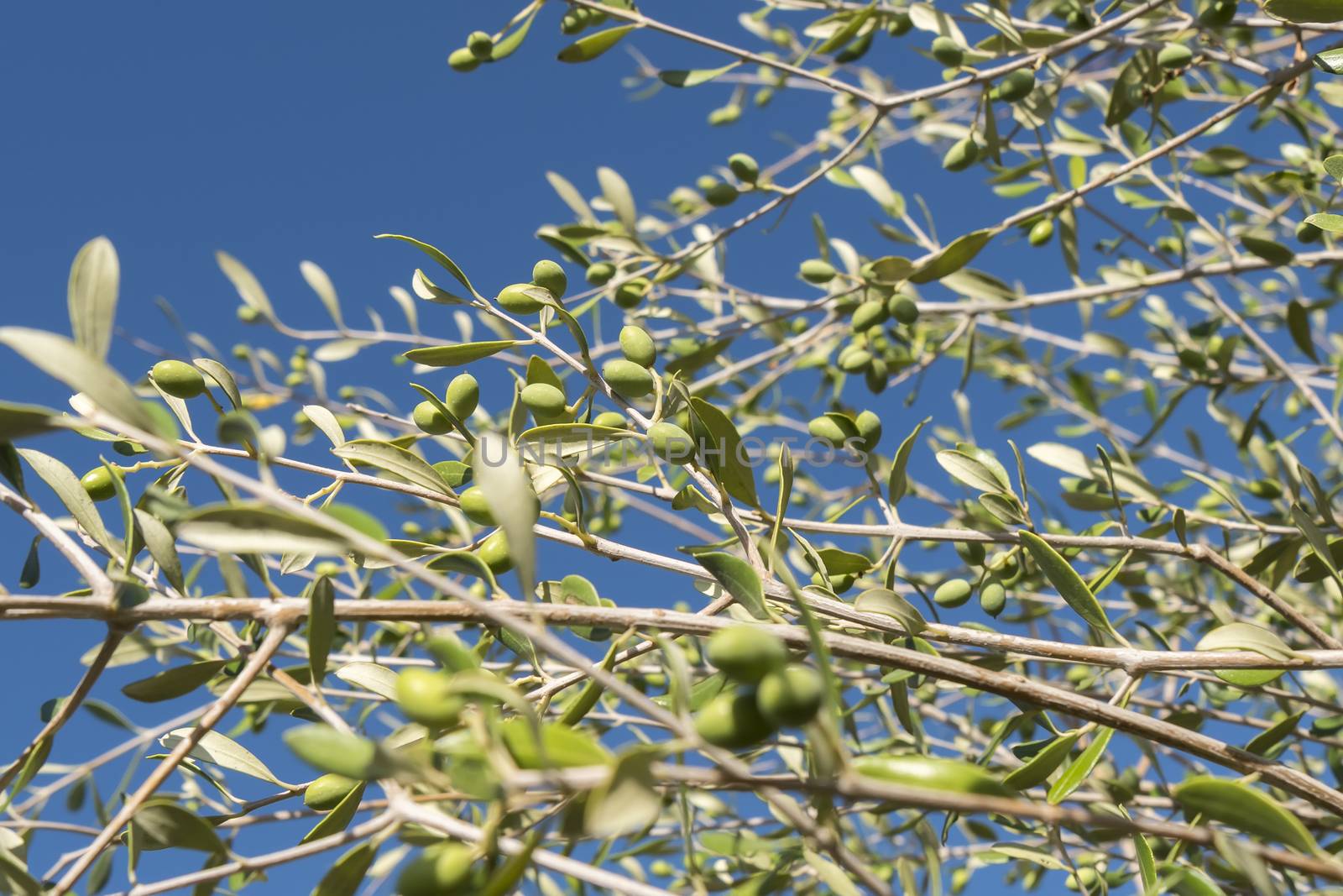 Olives in the olive tree