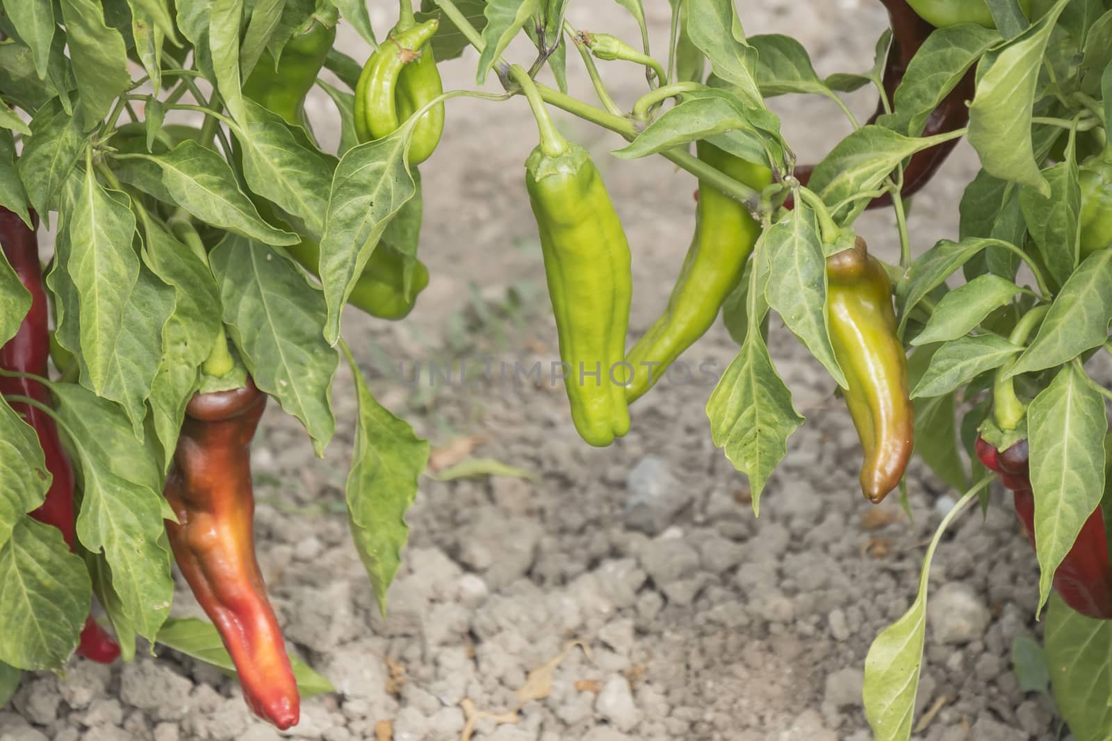 Green pepper growing