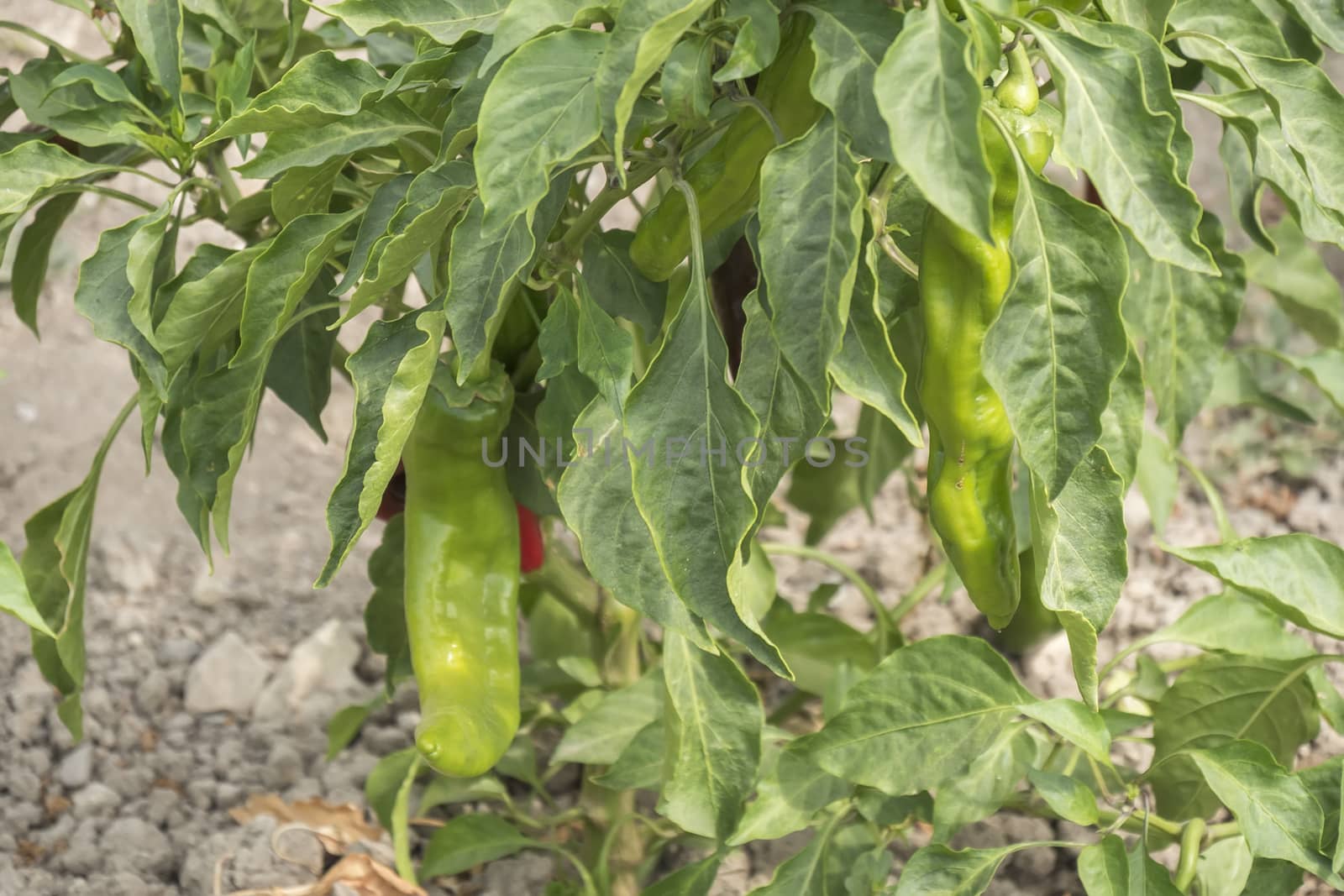 Green pepper growing