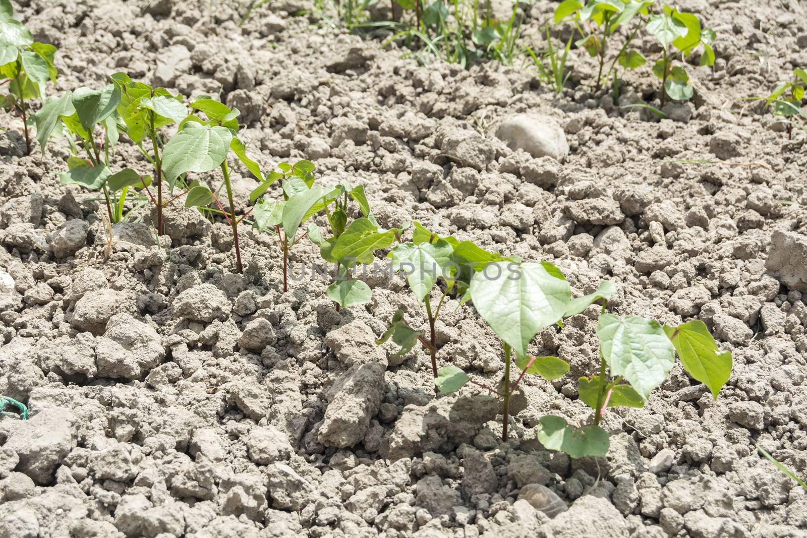 Cotton plant growing