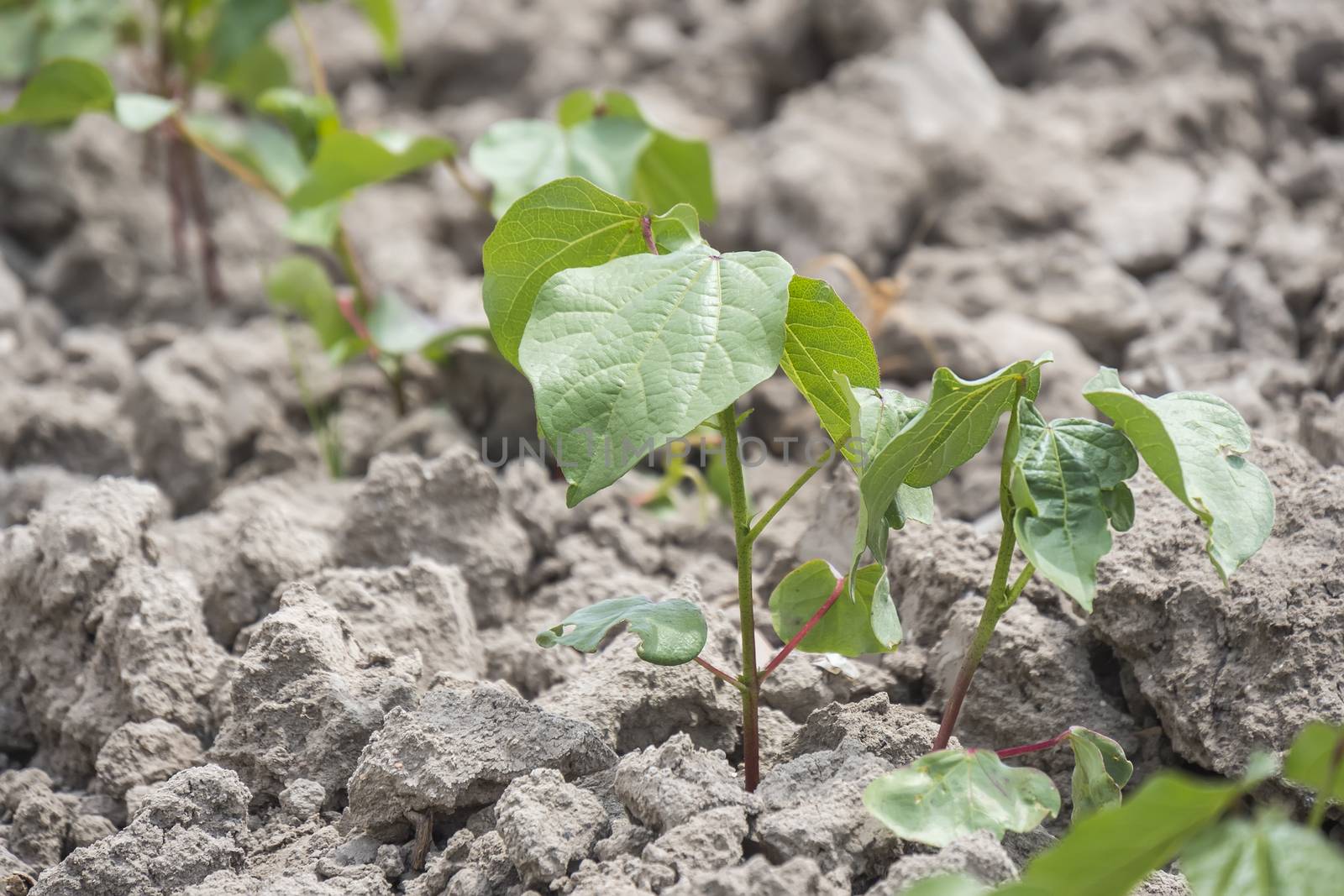 Cotton plant growing, closeup