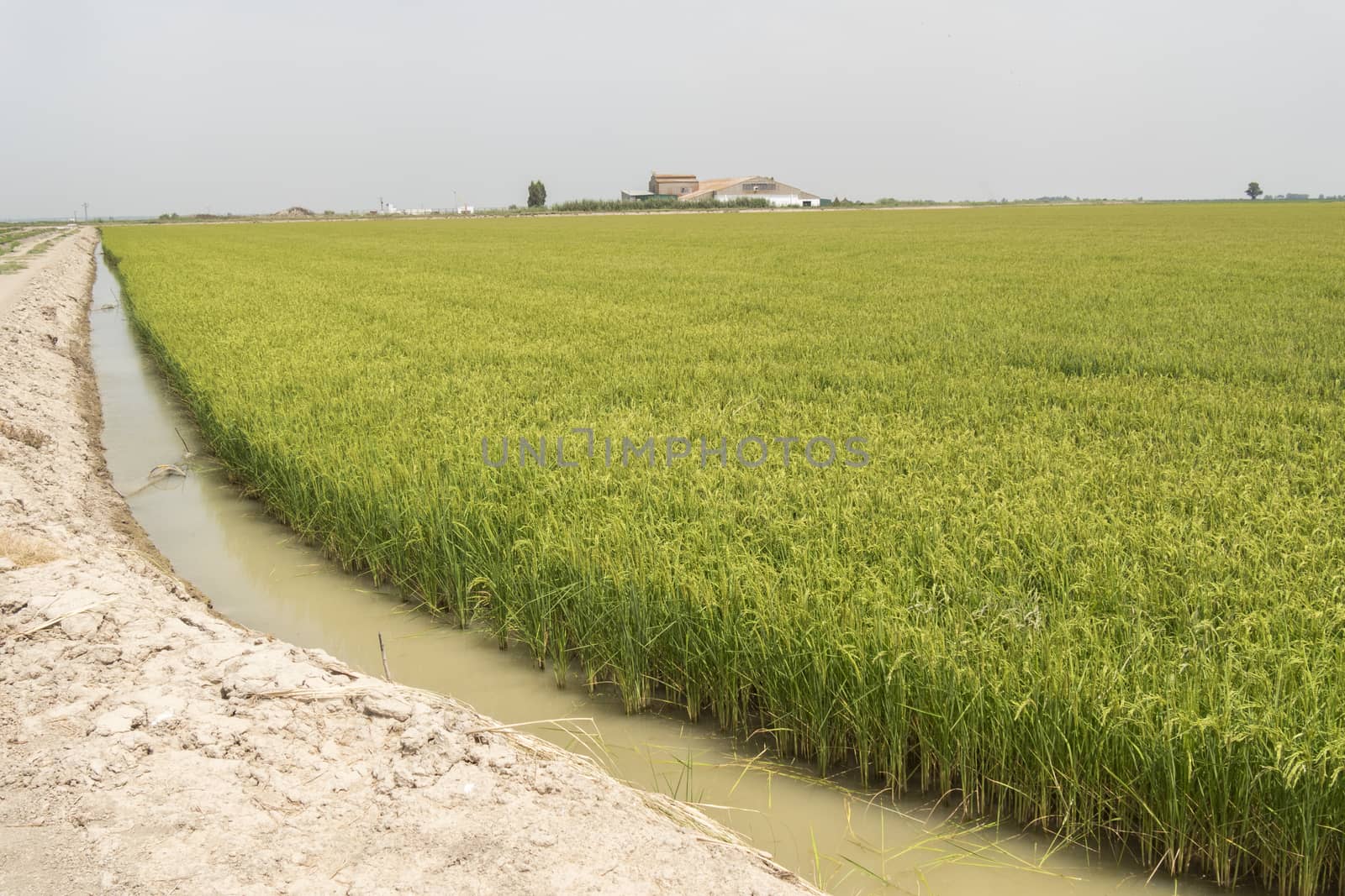  Unripe rice plantation