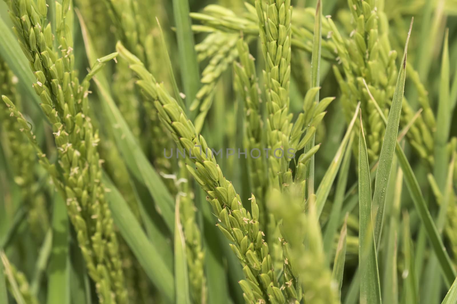  Unripe rice plantation