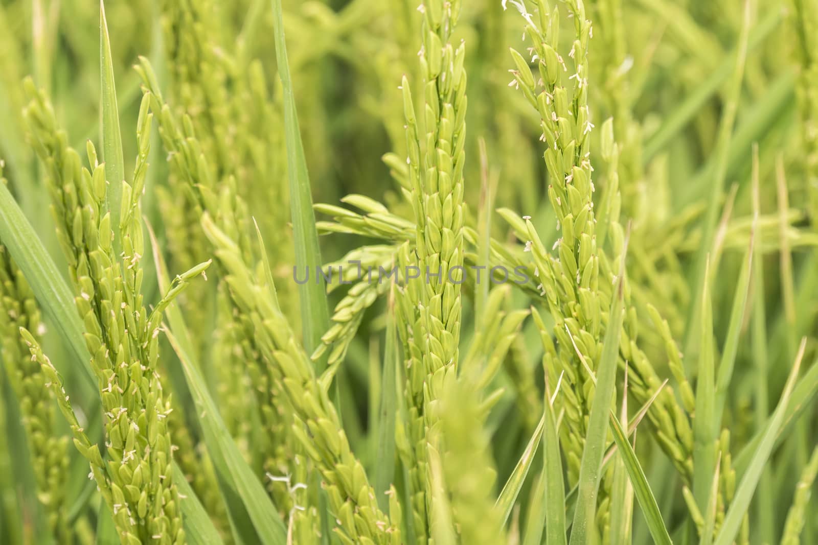  Unripe rice plantation