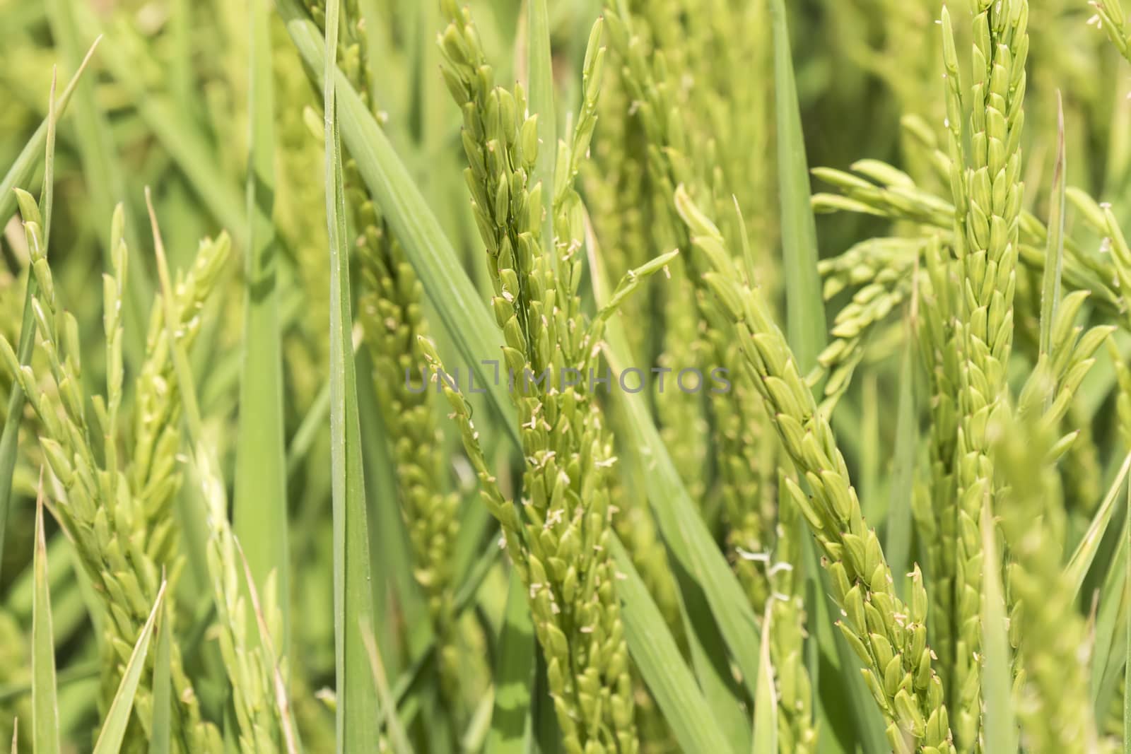  Unripe rice plantation