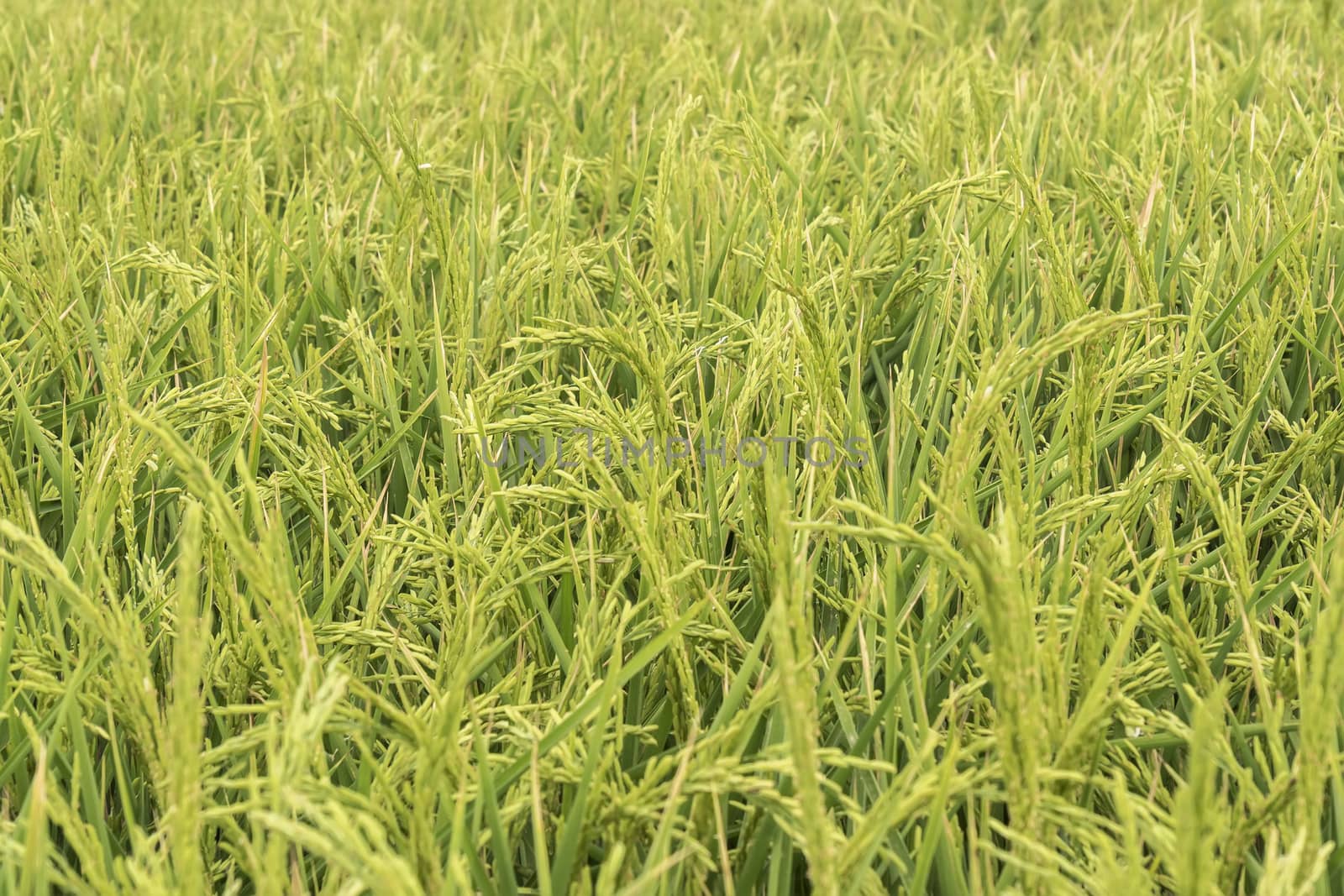  Unripe rice plantation