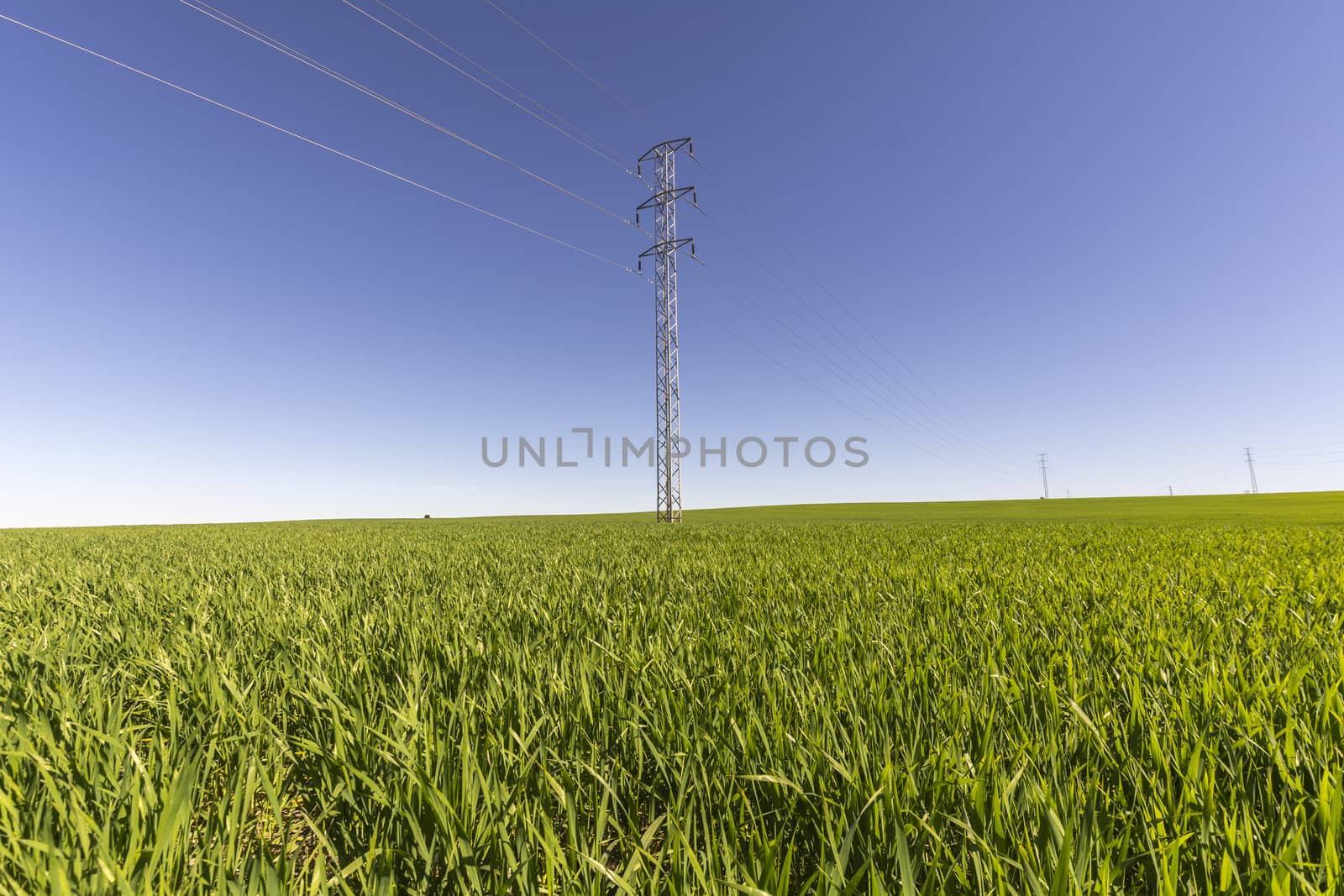 Electric tower in green field, wheat crop