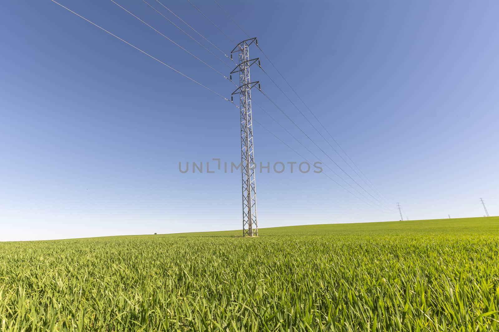 Electric tower in green field, wheat crop