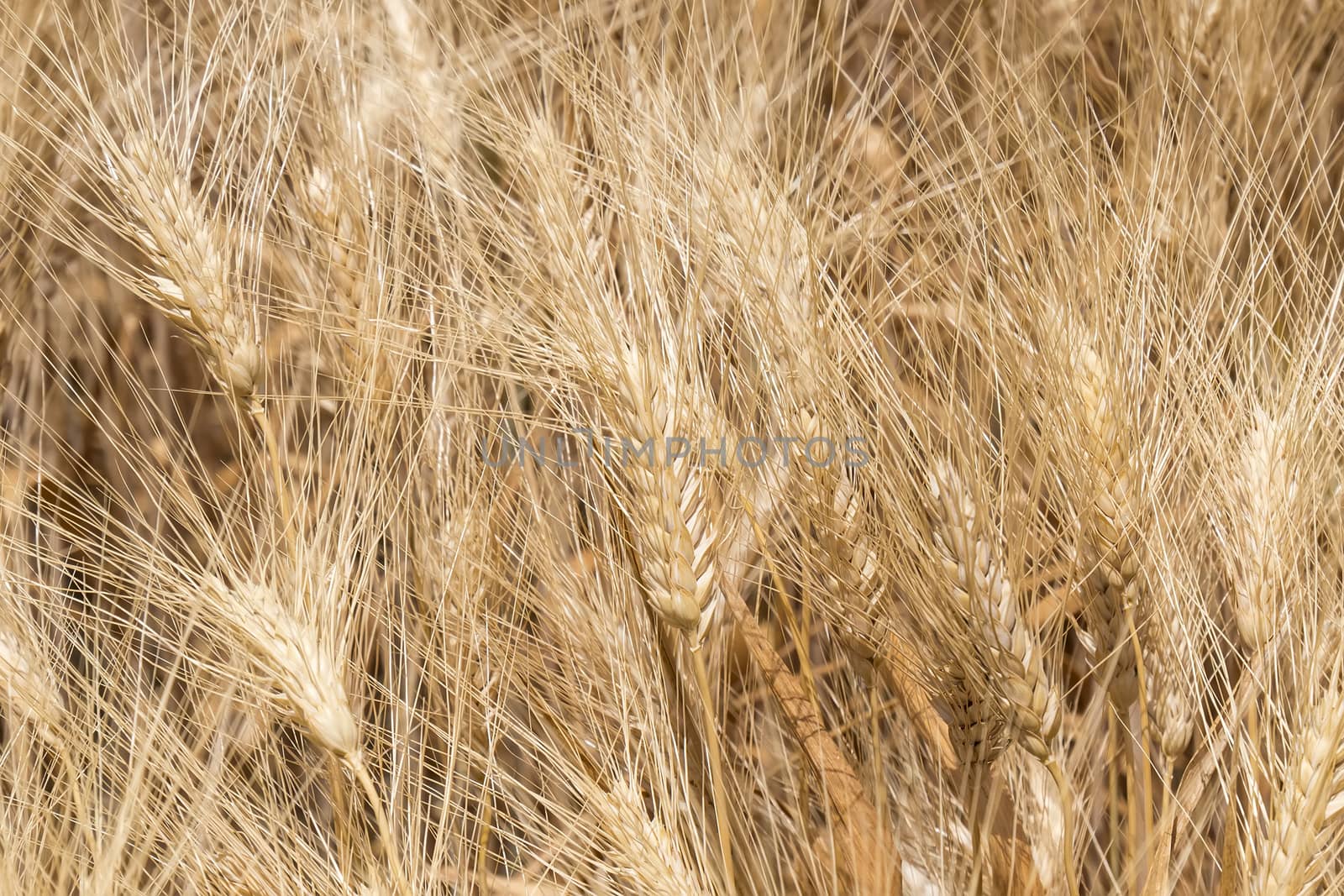 Harvest of ripe wheat