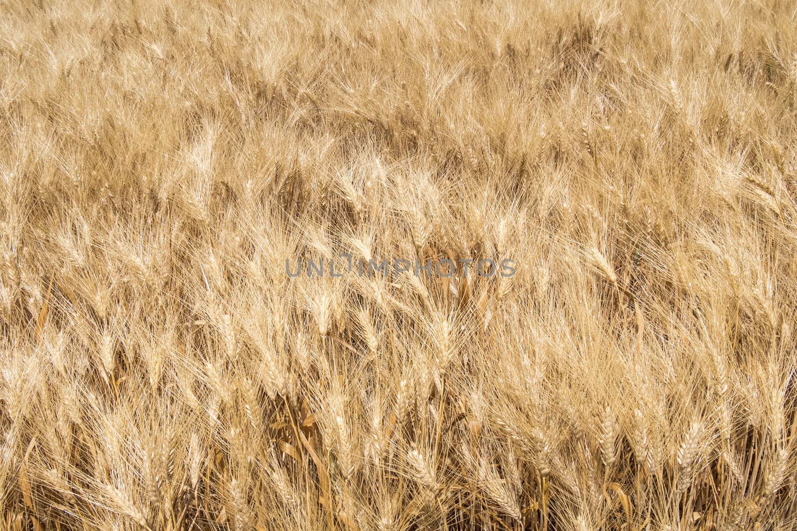 Harvest of ripe wheat