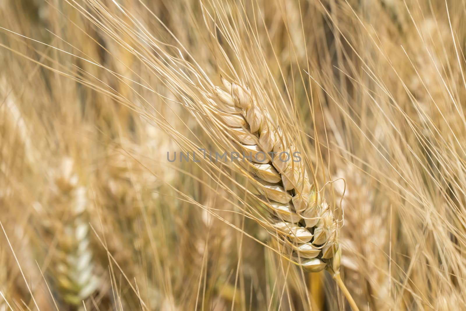 Harvest of ripe wheat, golden spike