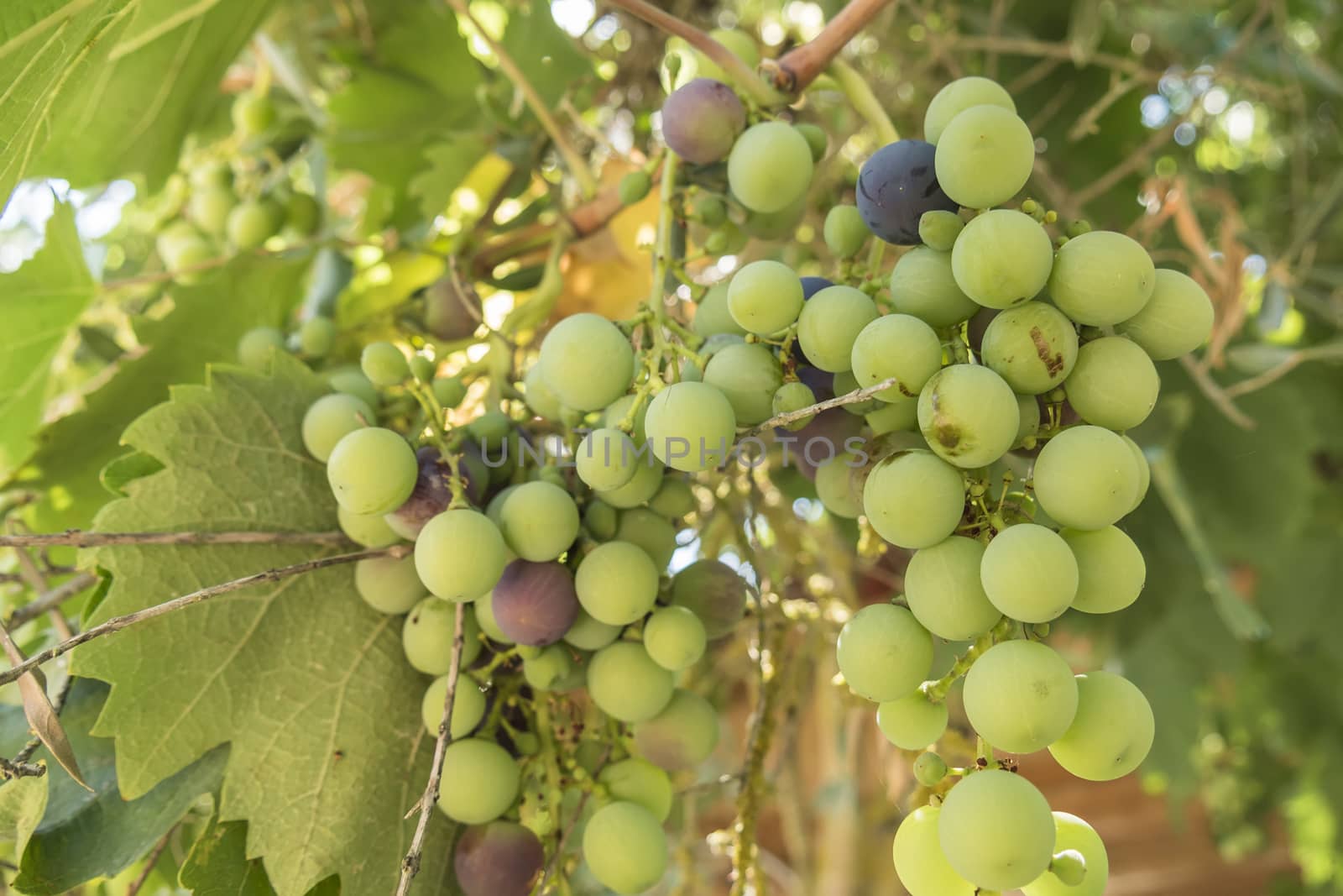 Grapes on the vine