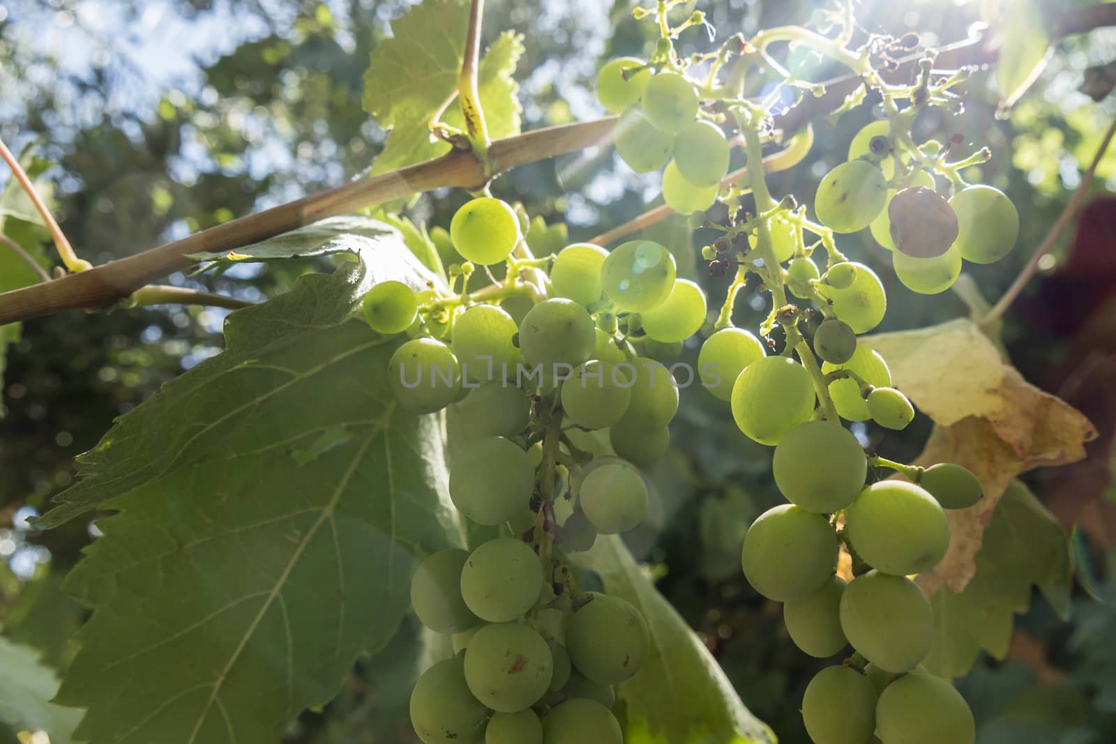 Grapes on the vine