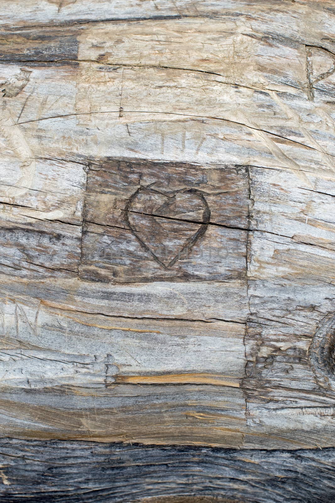 A carved heart in a tree trunk