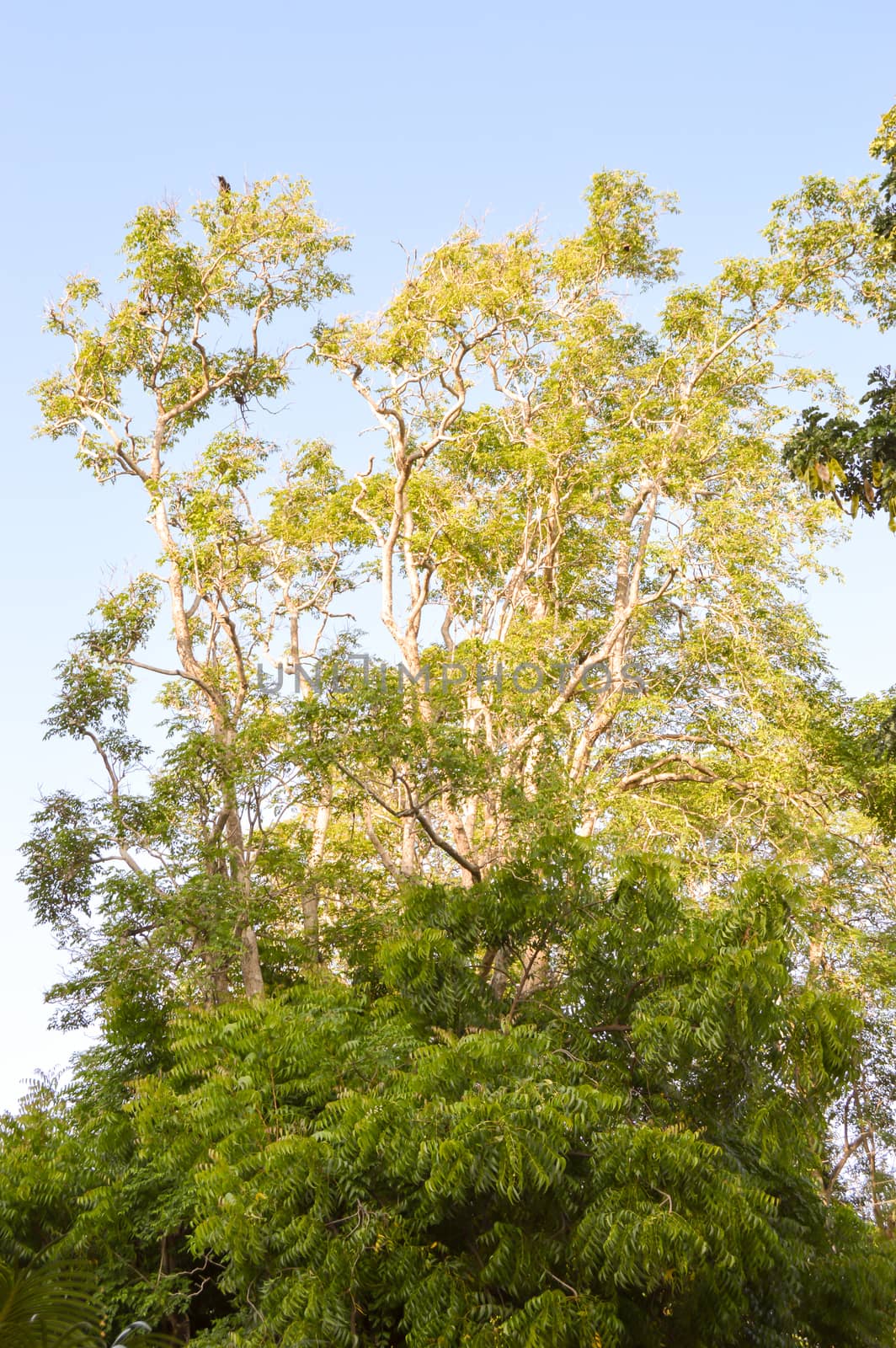 Several trees under the sun with a blue sky in the background in the city of Mombasa