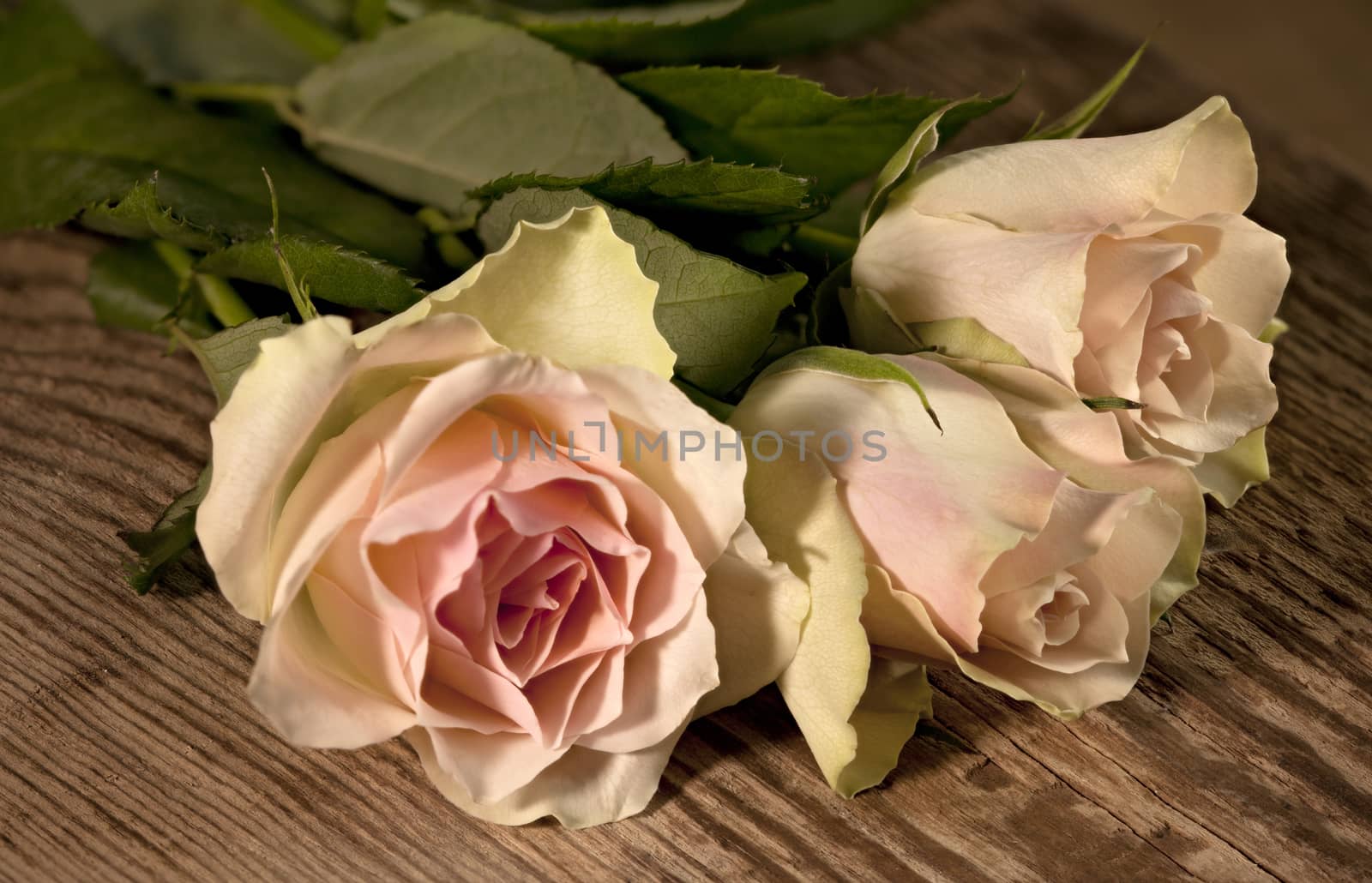 Bouquet three roses on Wooden Background