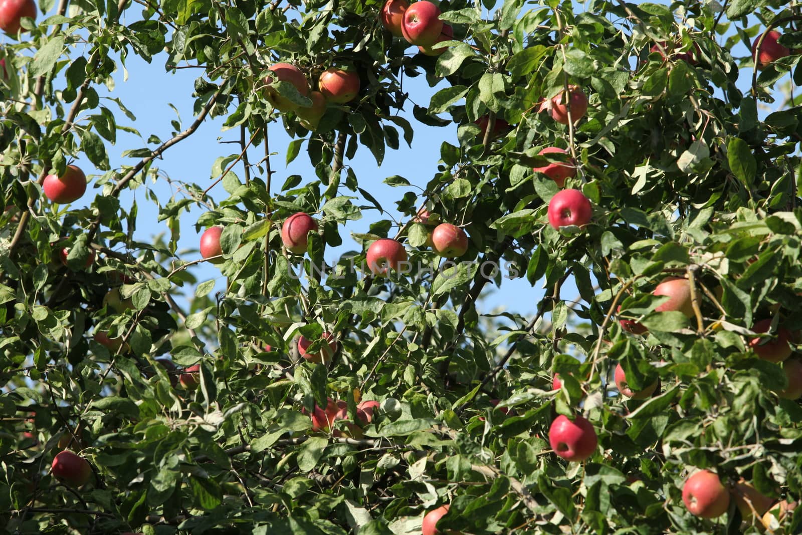 Ripe red  apples hanging tree, apple orchard